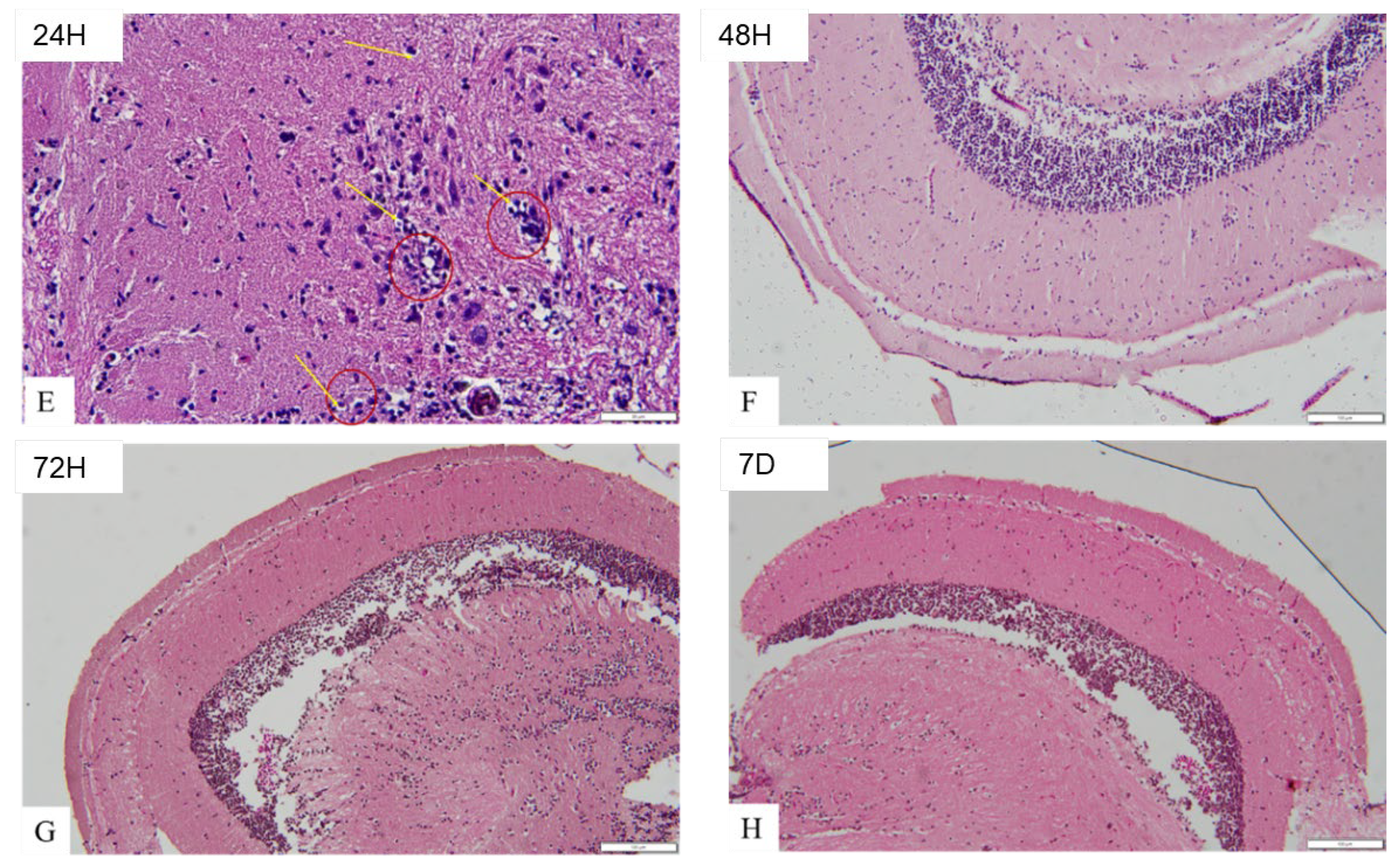 Preprints 116041 g008