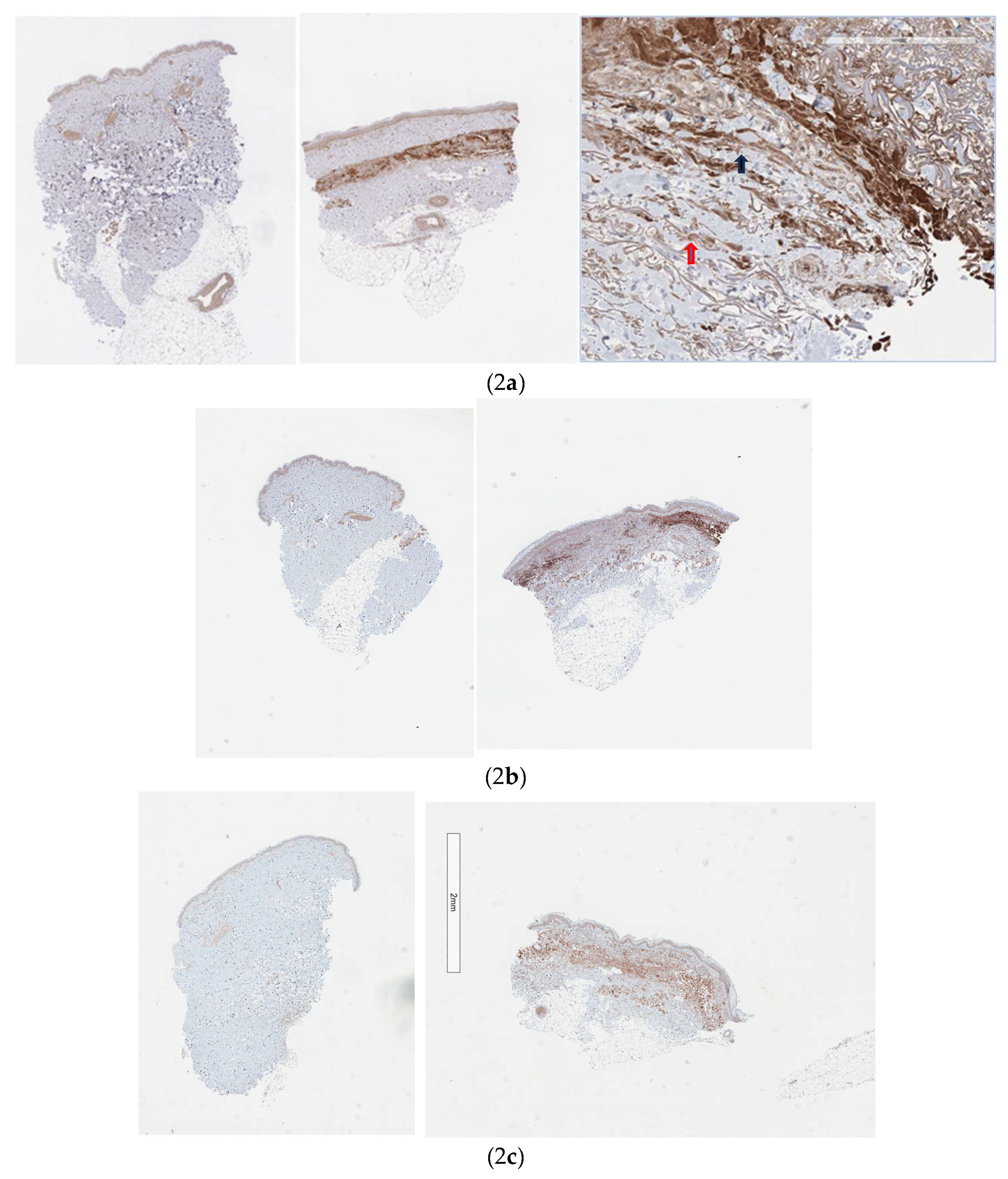 Preprints 116745 g002