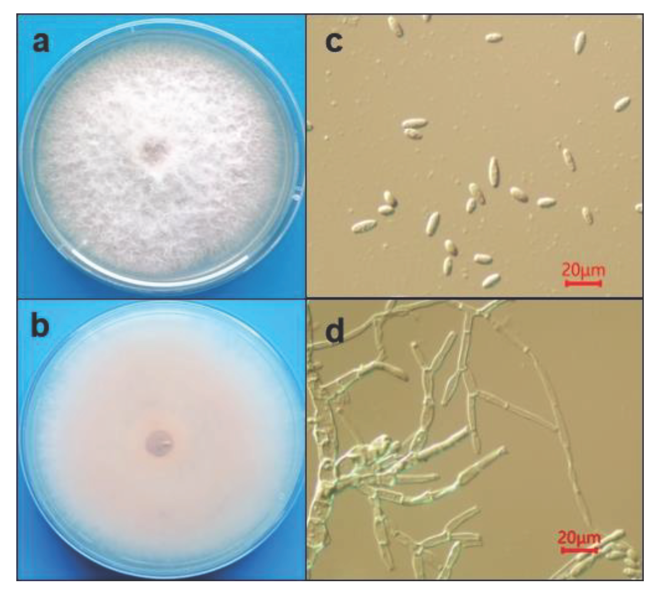 Preprints 102523 g002