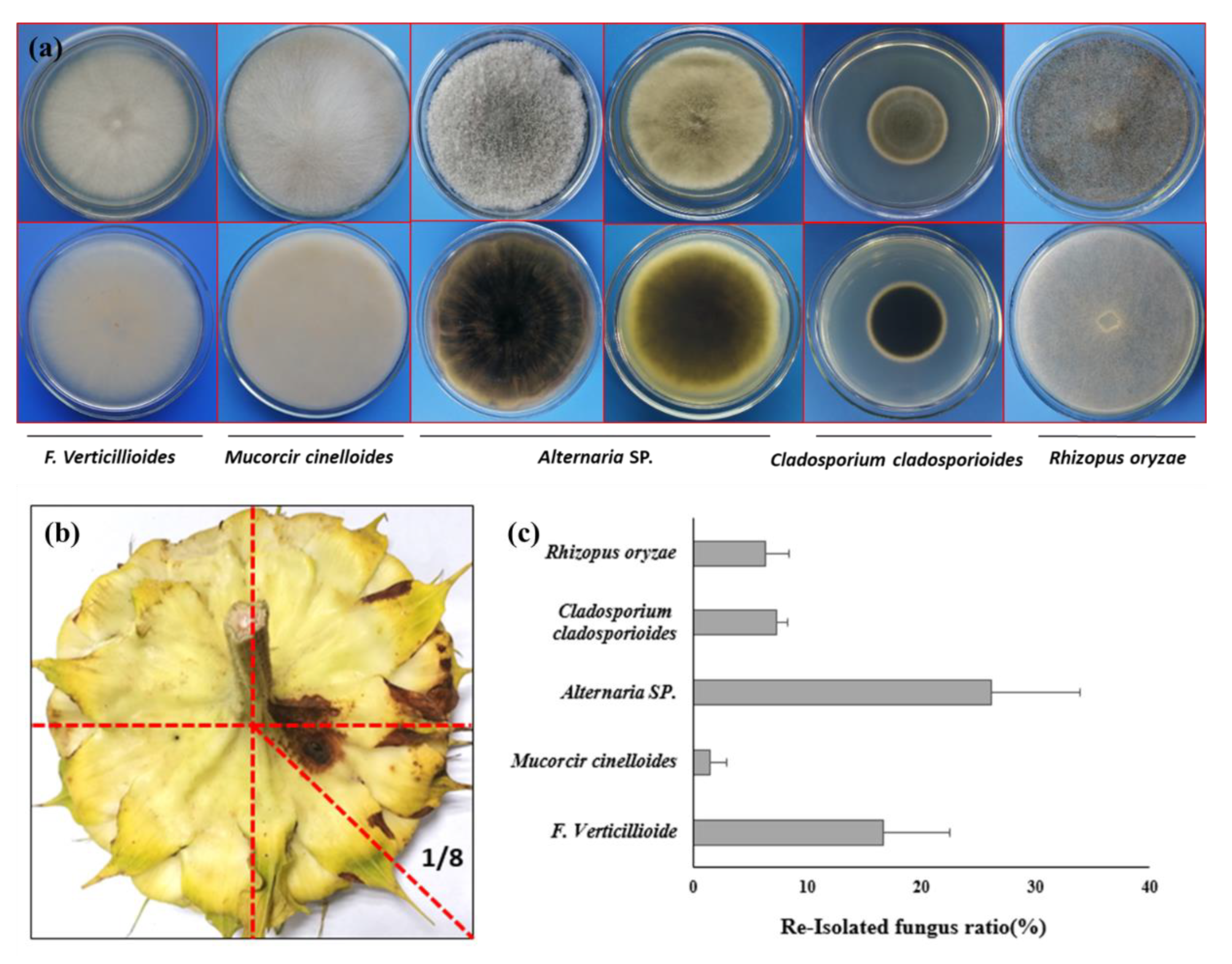 Preprints 102523 g006