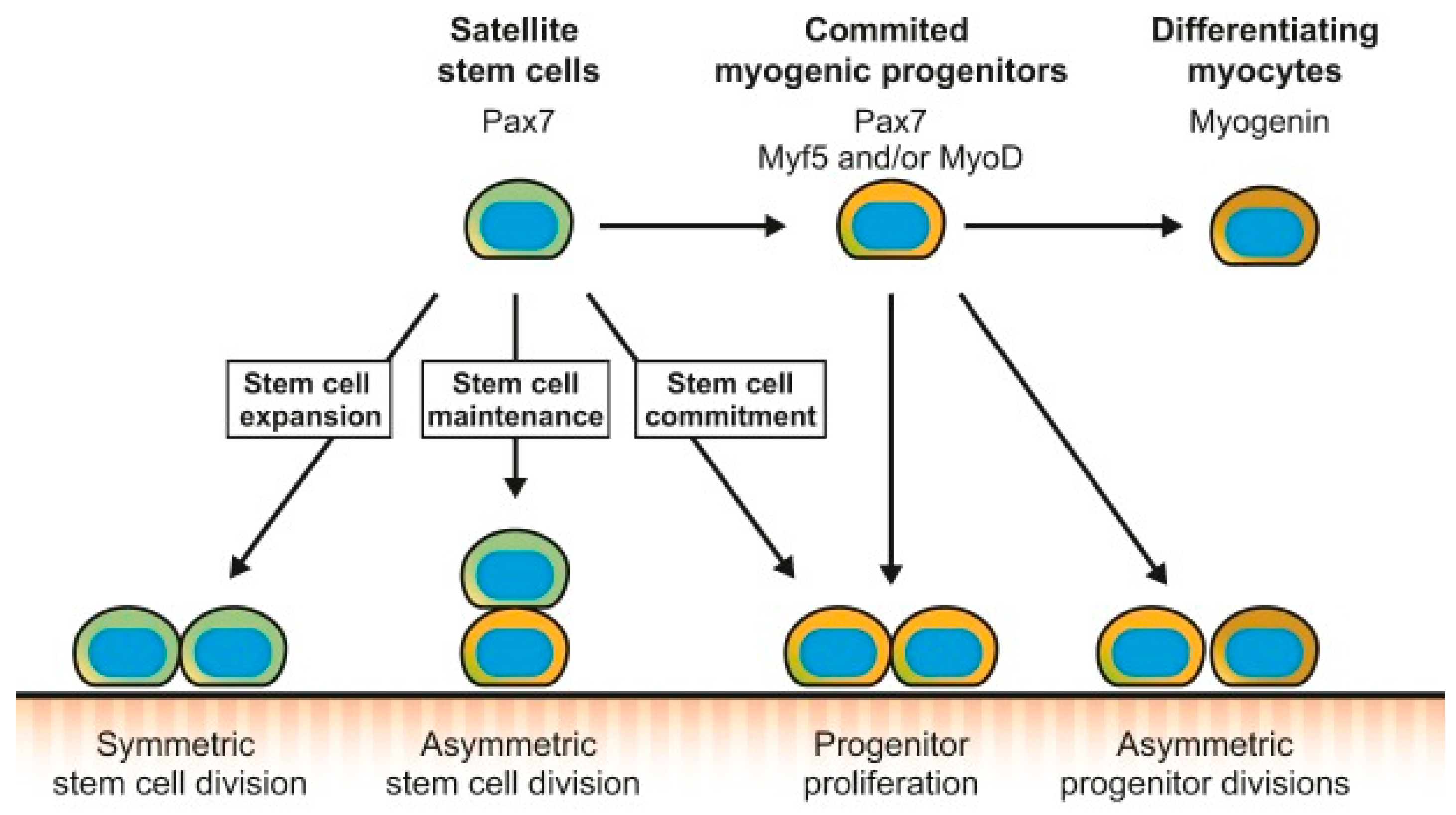 Preprints 89577 g002