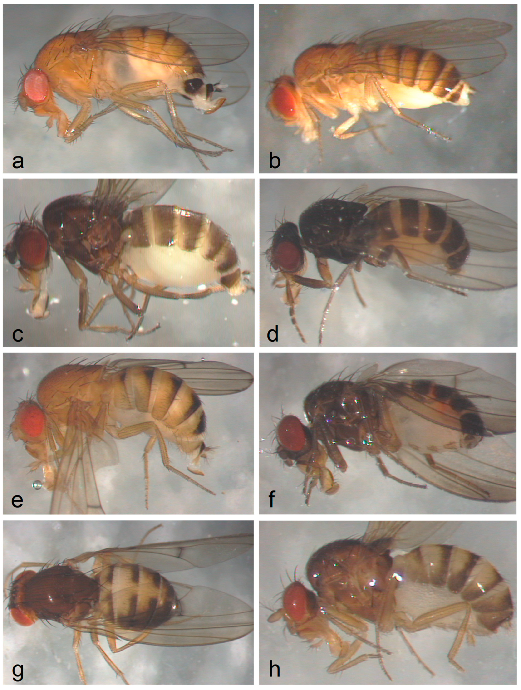 Preprints 98759 g003