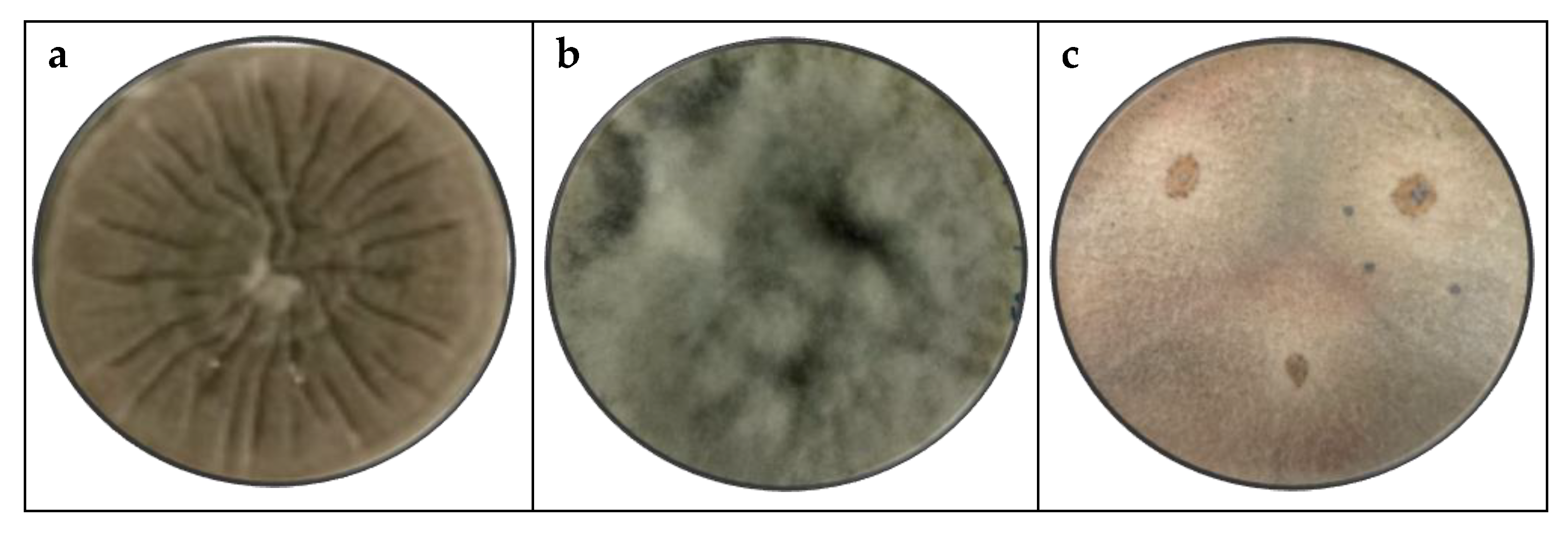 Preprints 116561 g013a