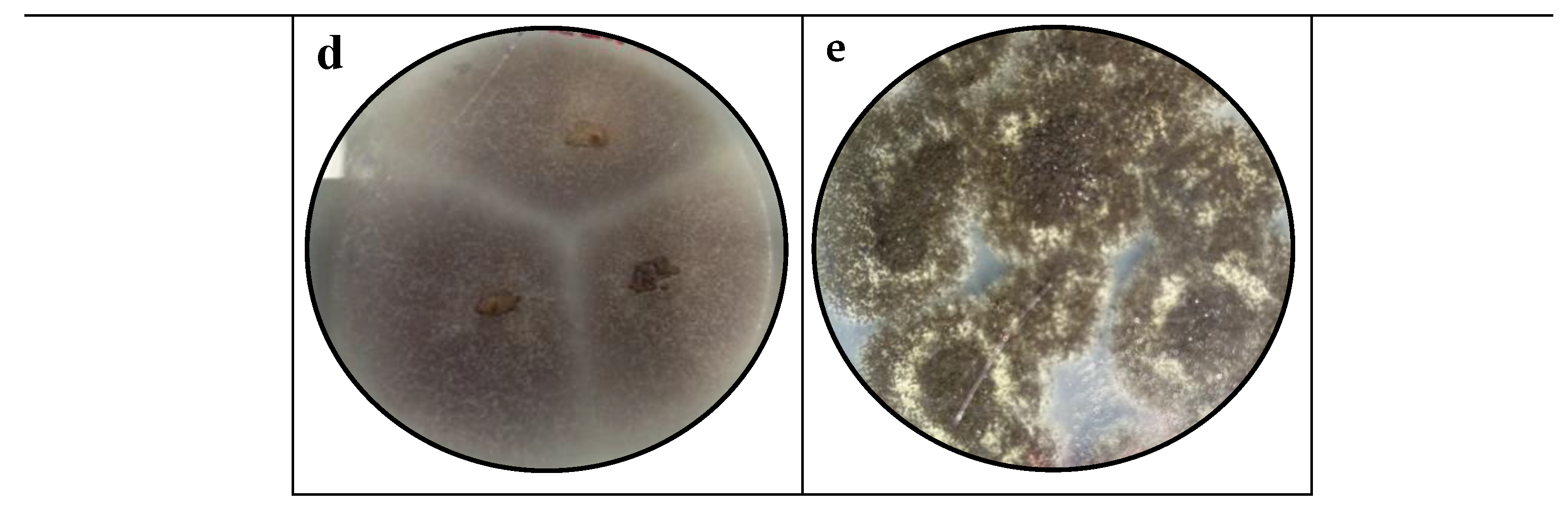 Preprints 116561 g013b