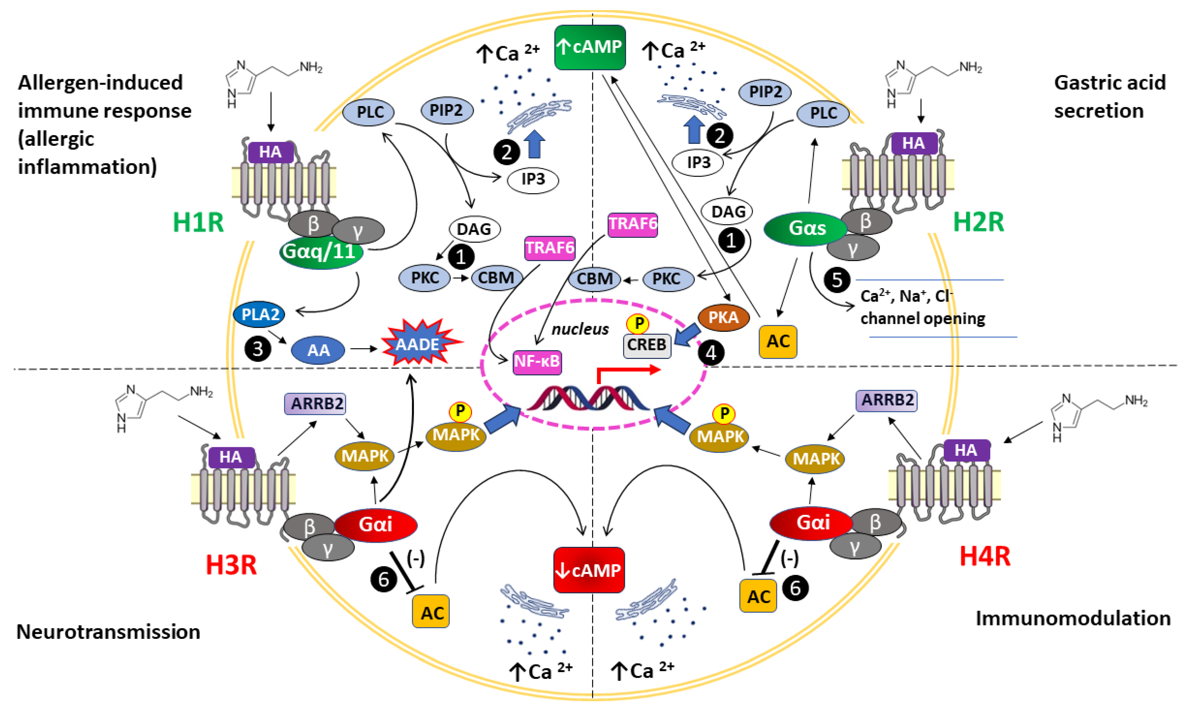 Preprints 115434 g002