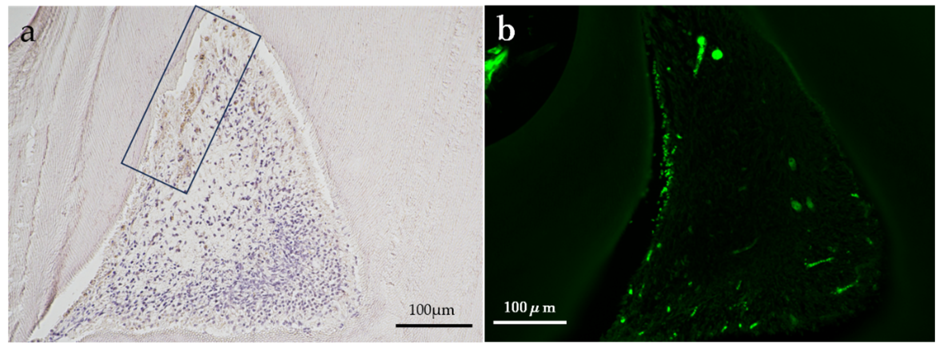 Preprints 88302 g004