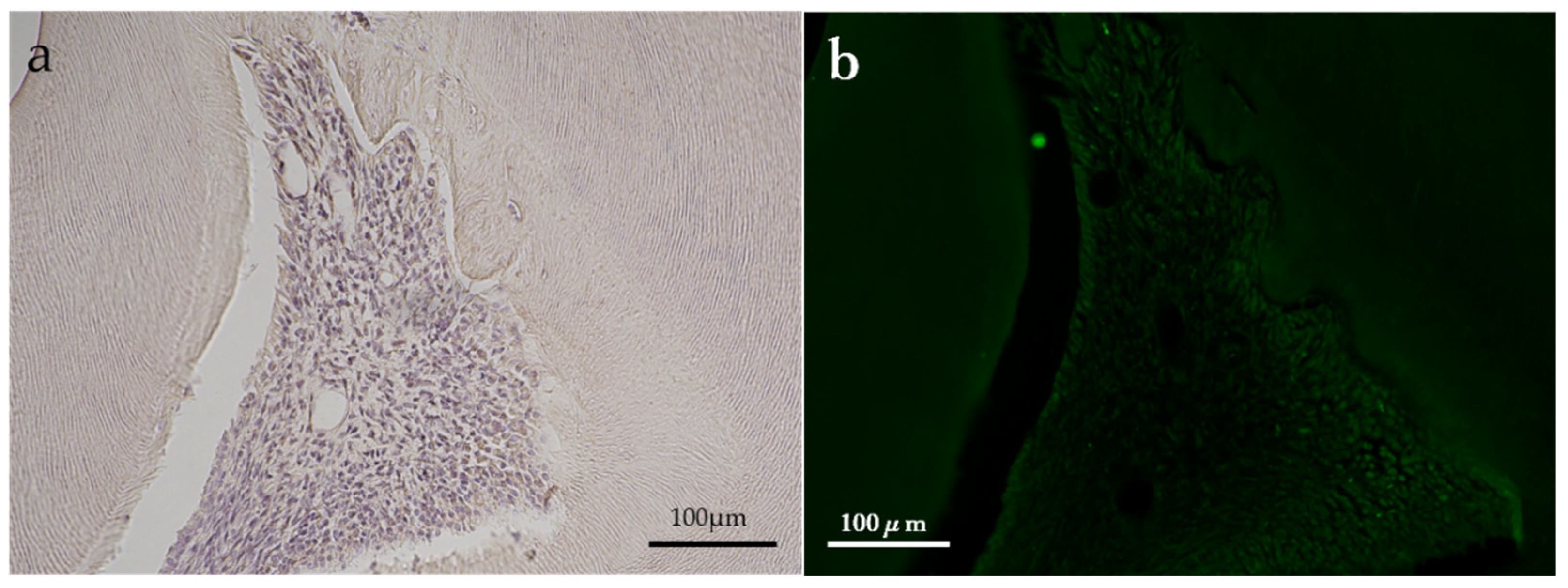 Preprints 88302 g005