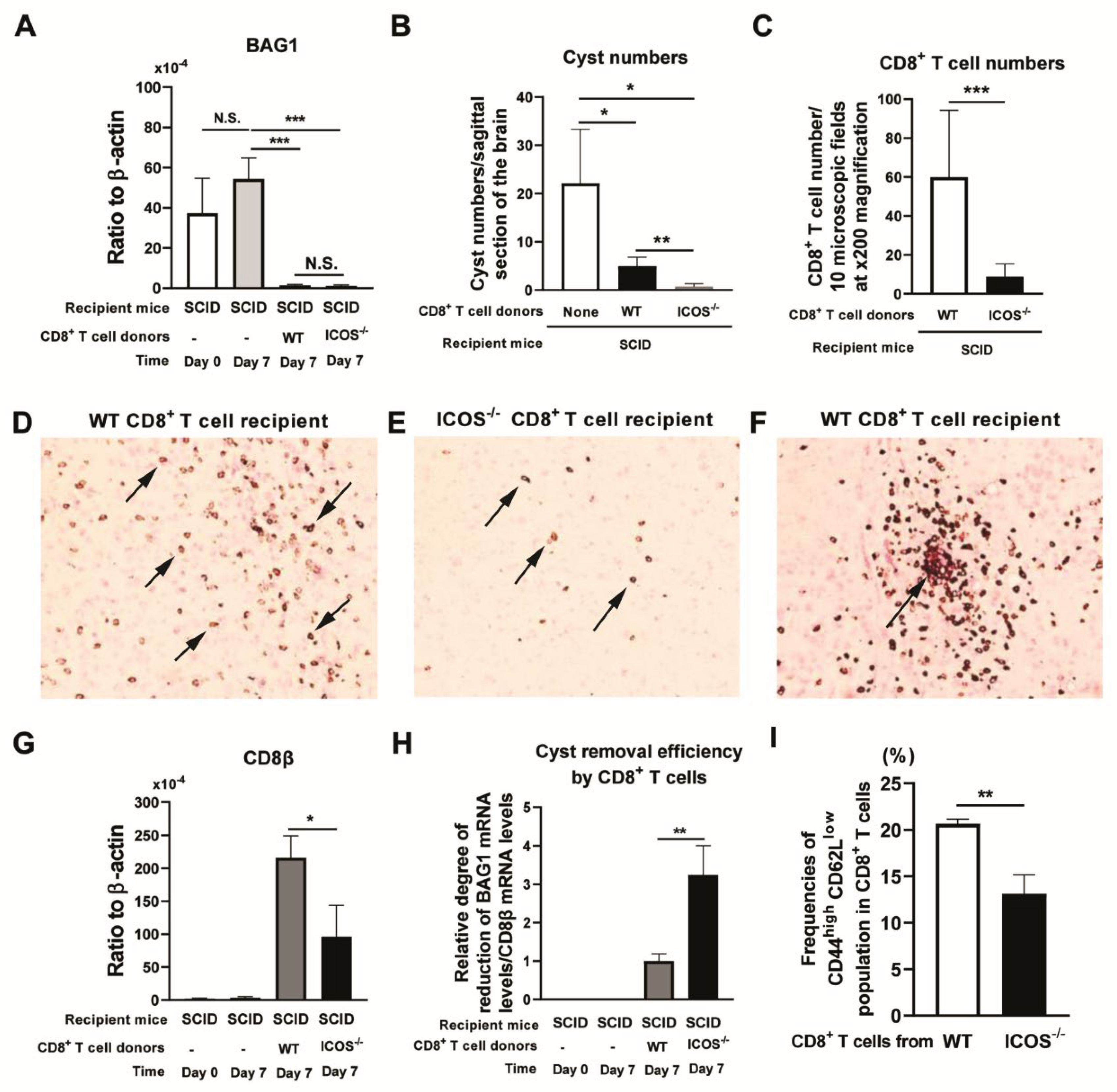 Preprints 119092 g001