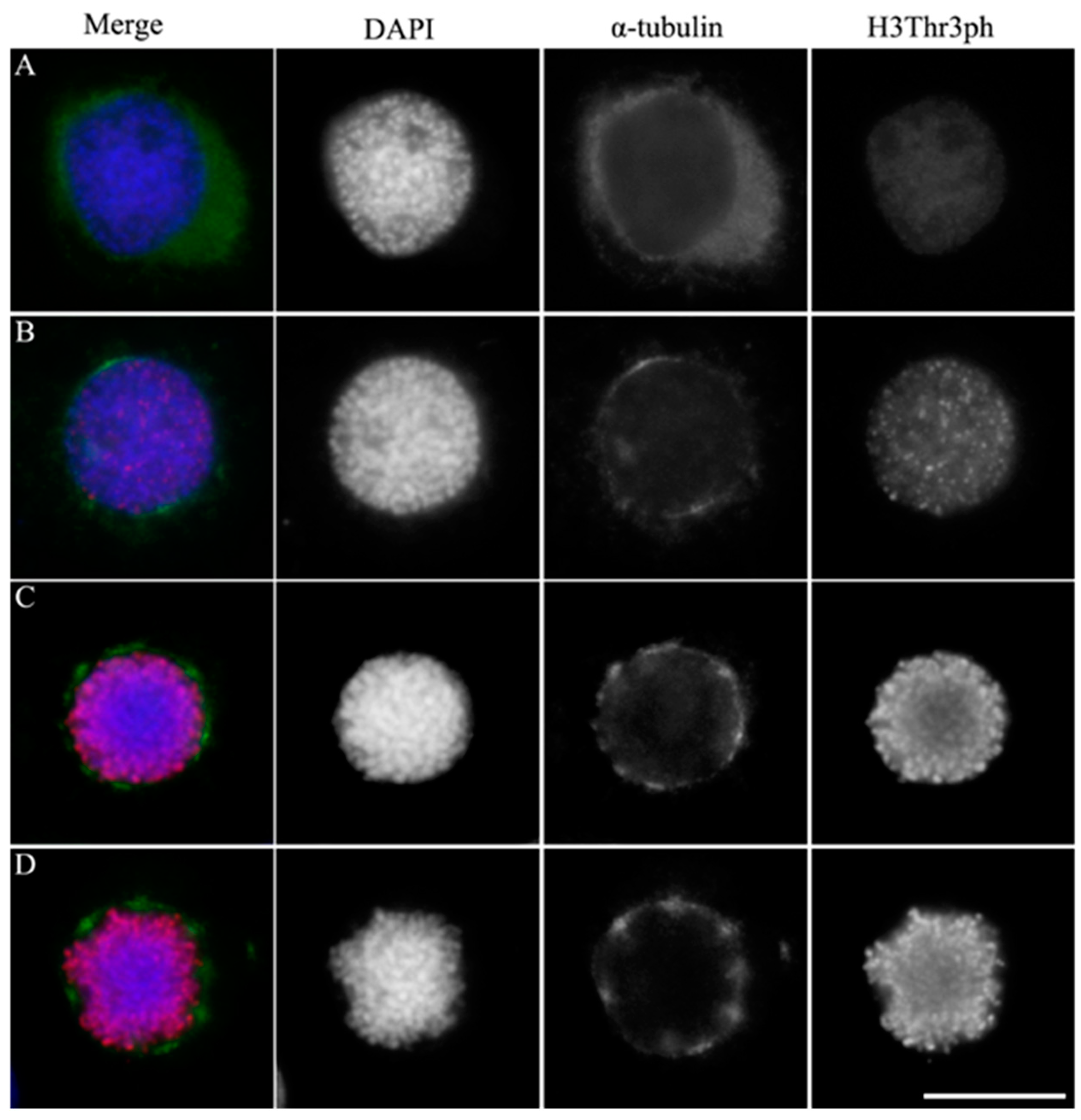 Preprints 93797 g001