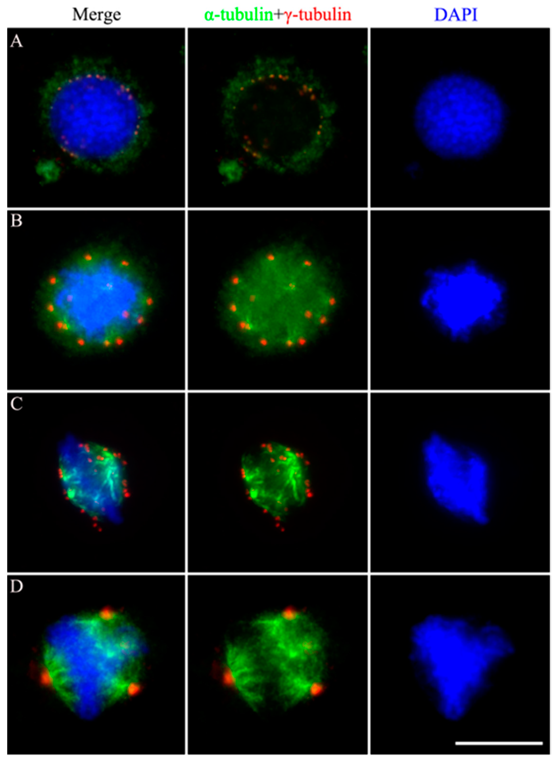 Preprints 93797 g002