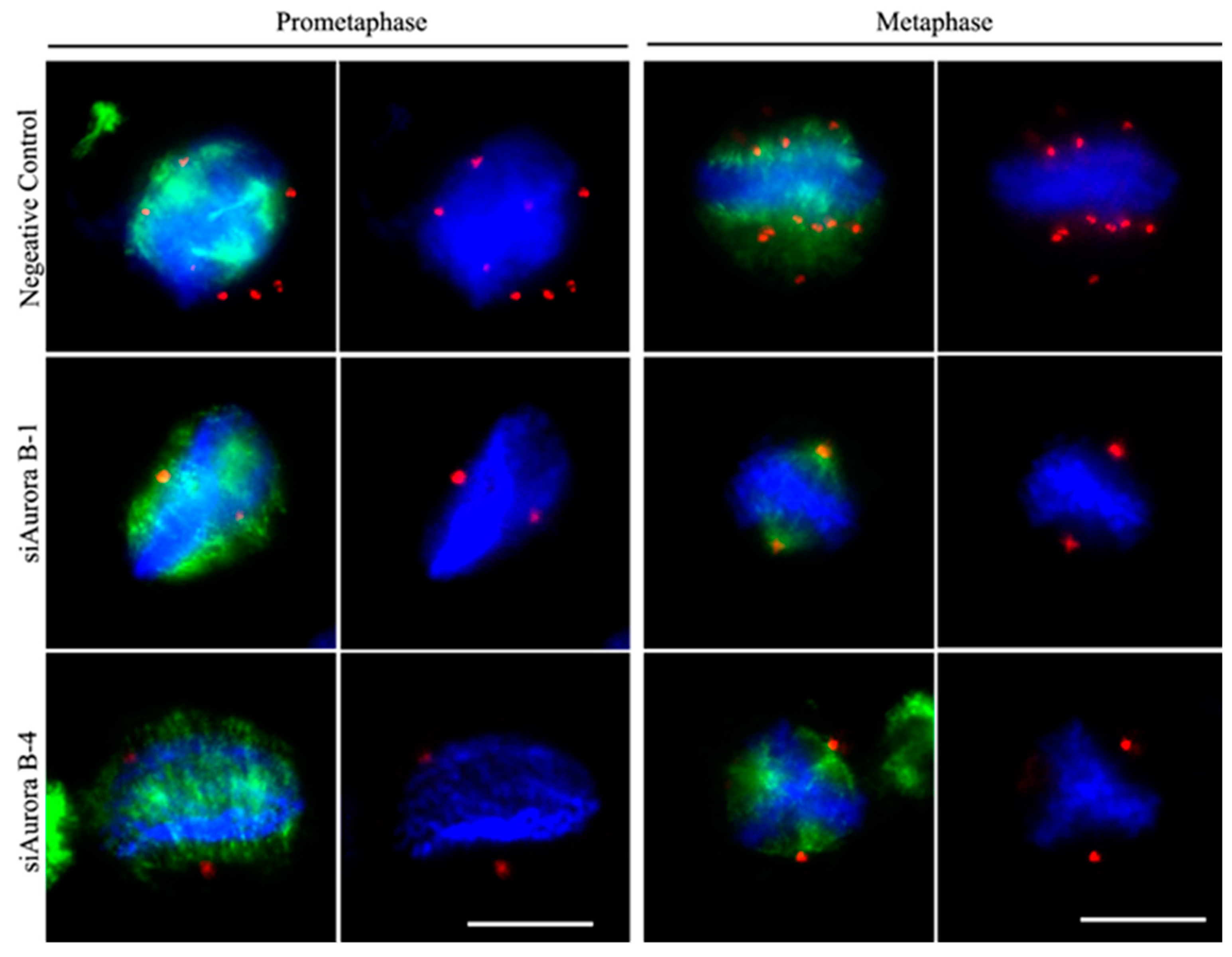 Preprints 93797 g004