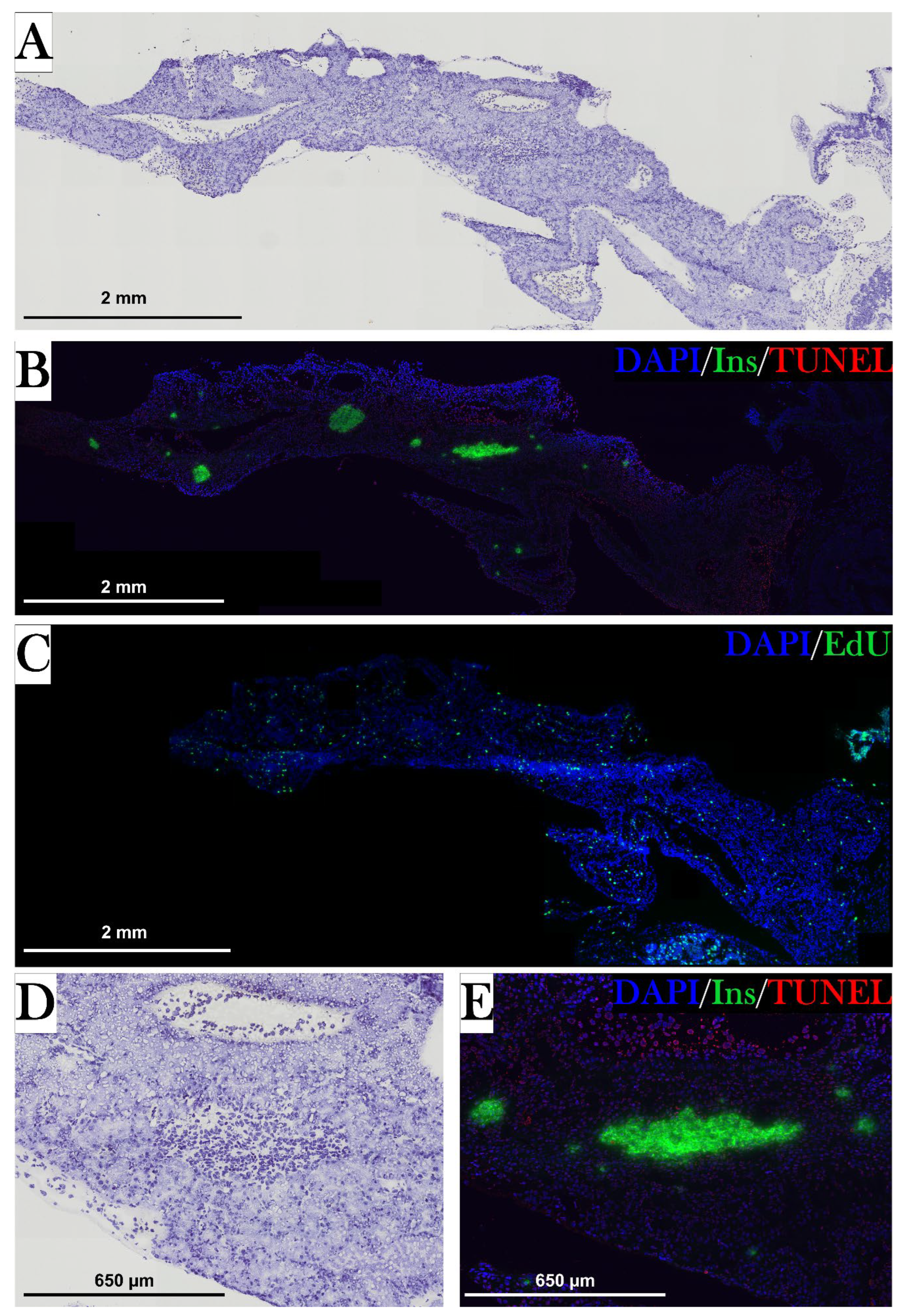 Preprints 67511 g019