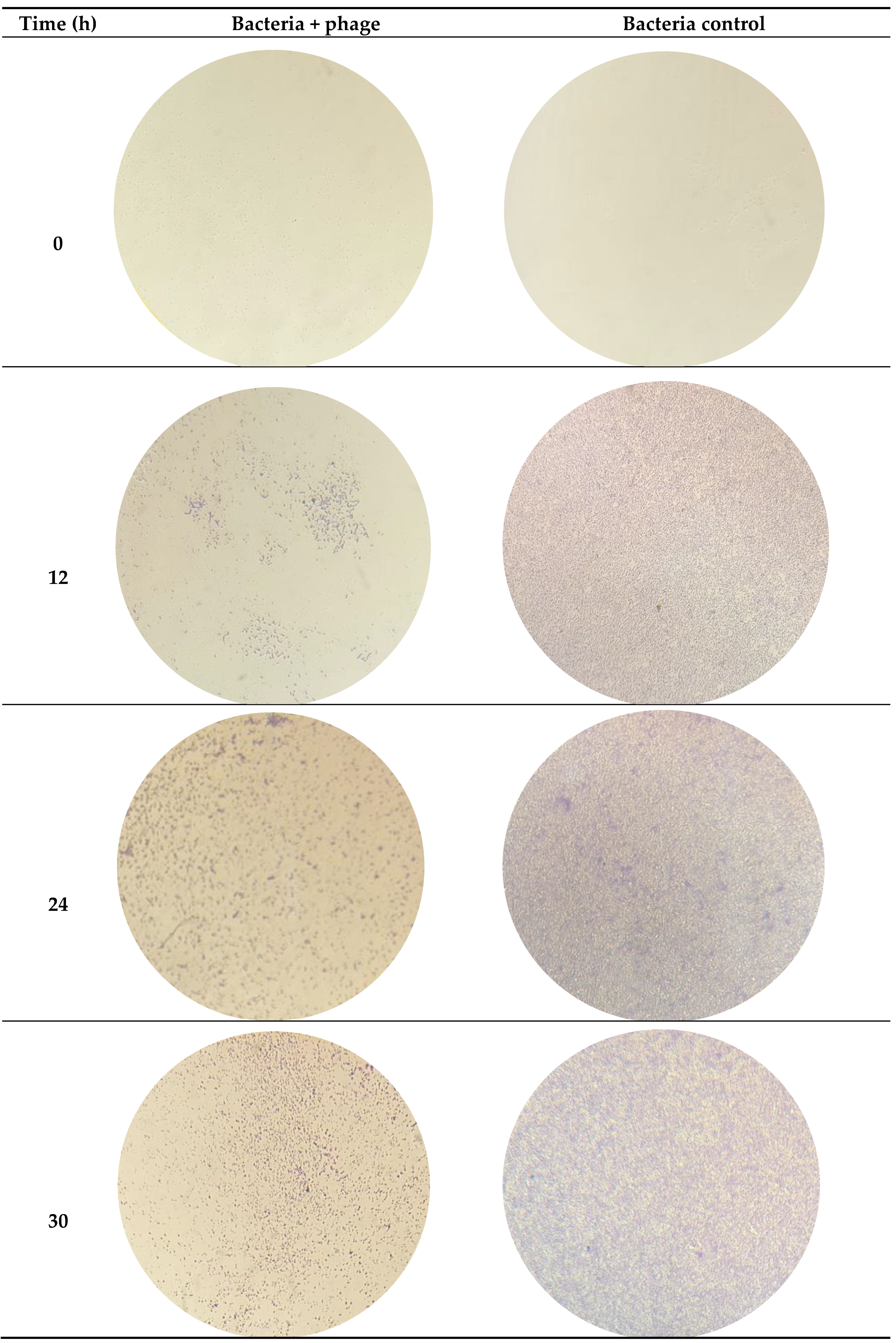 Preprints 95398 g005a