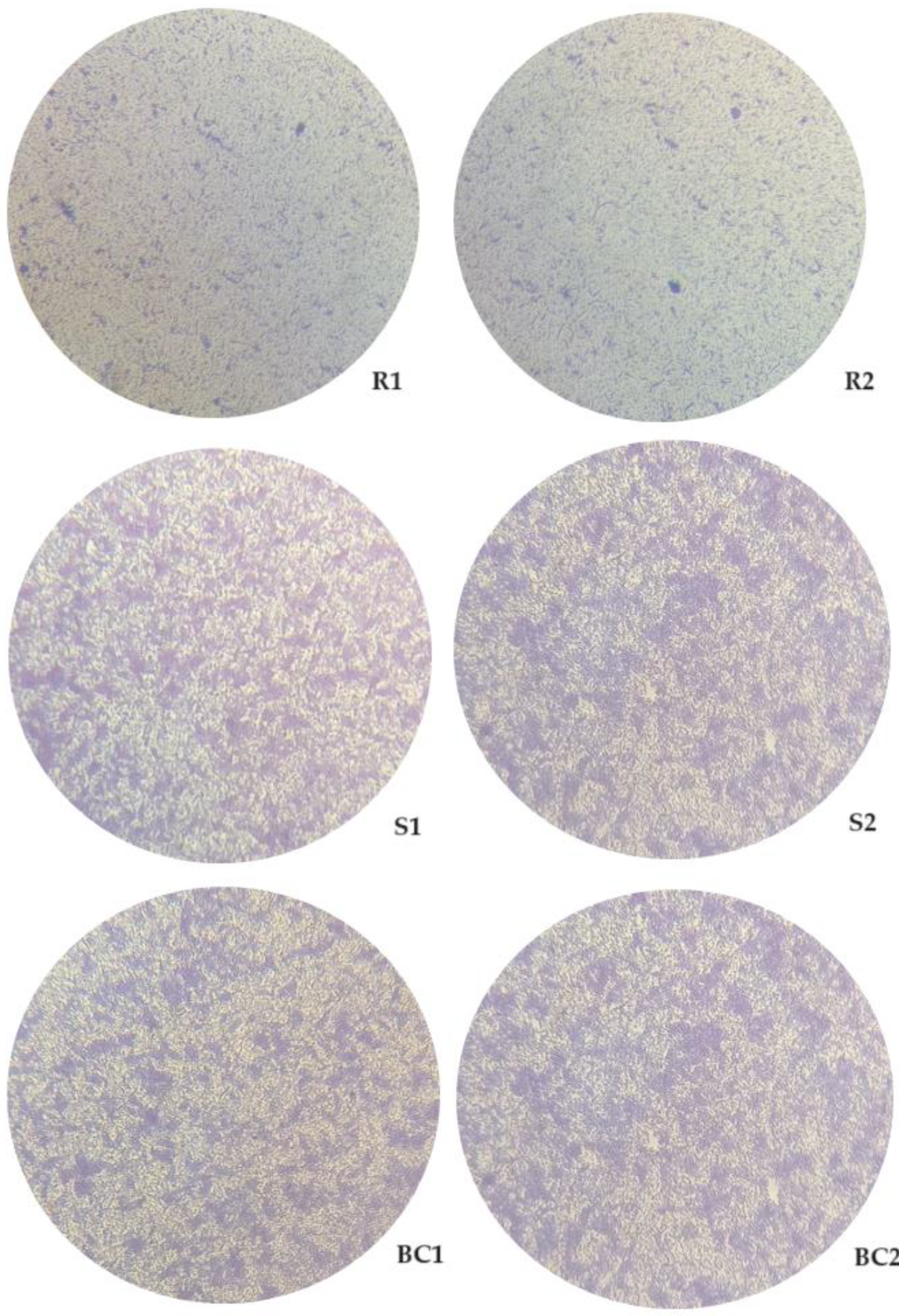 Preprints 95398 g007