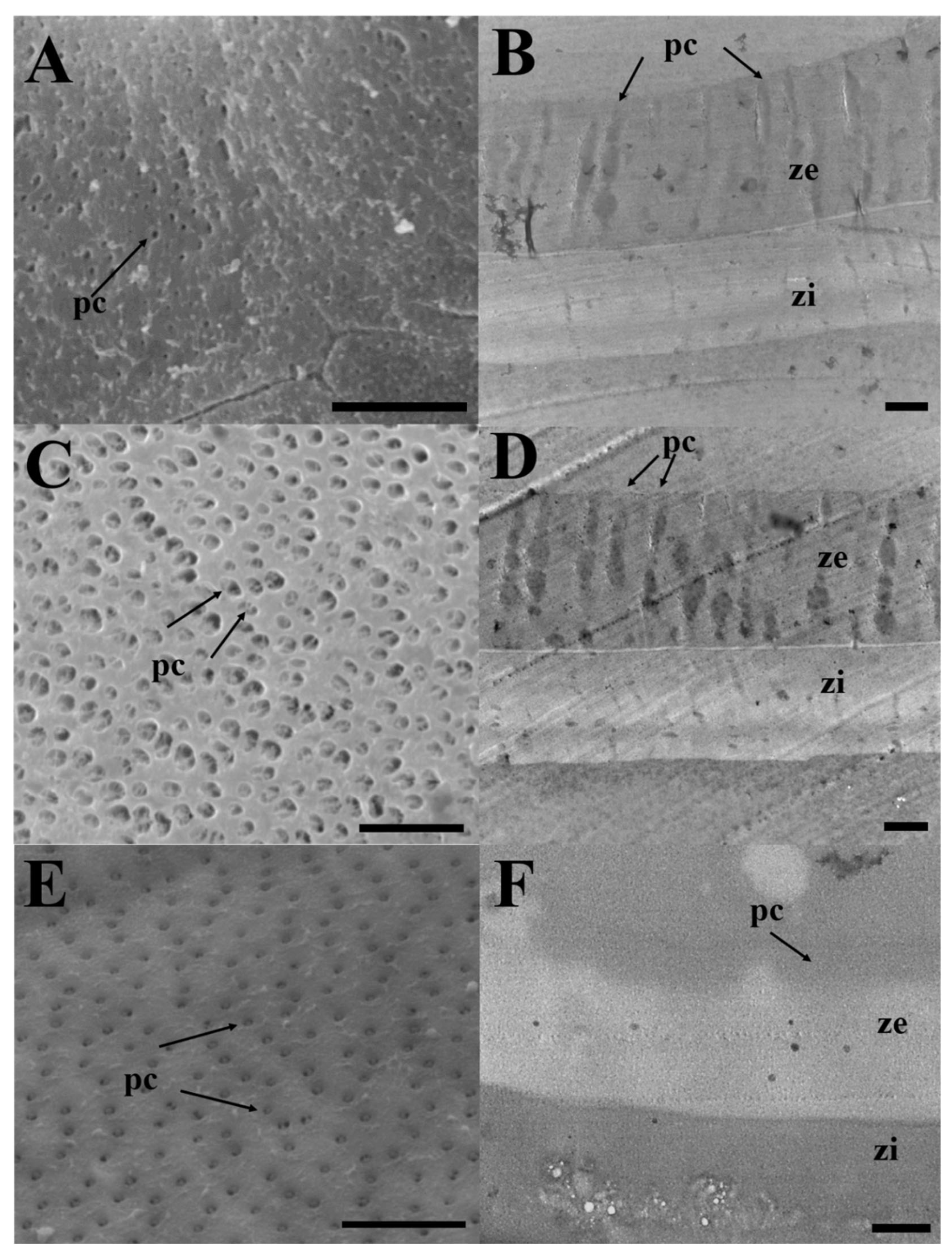 Preprints 105138 g002