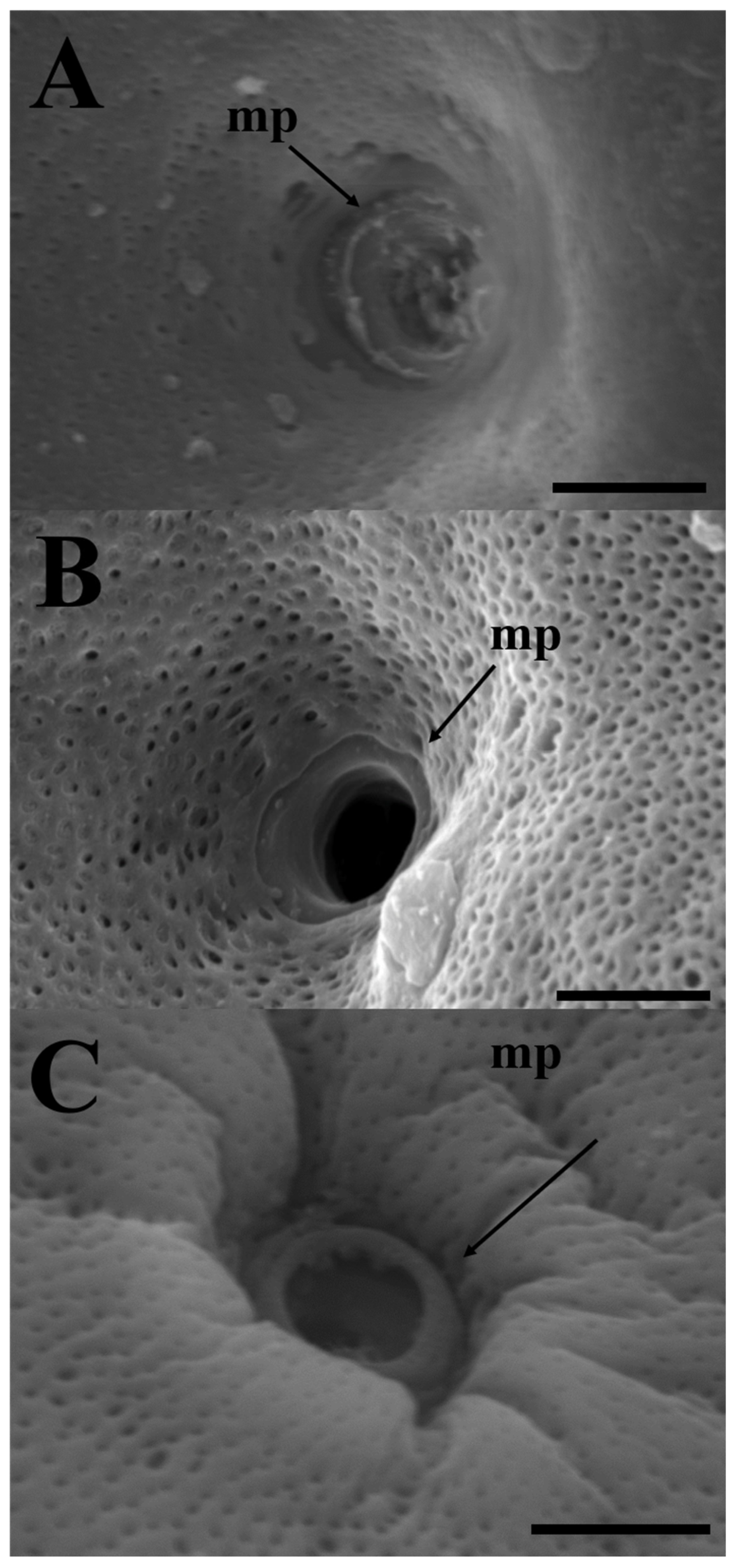 Preprints 105138 g003