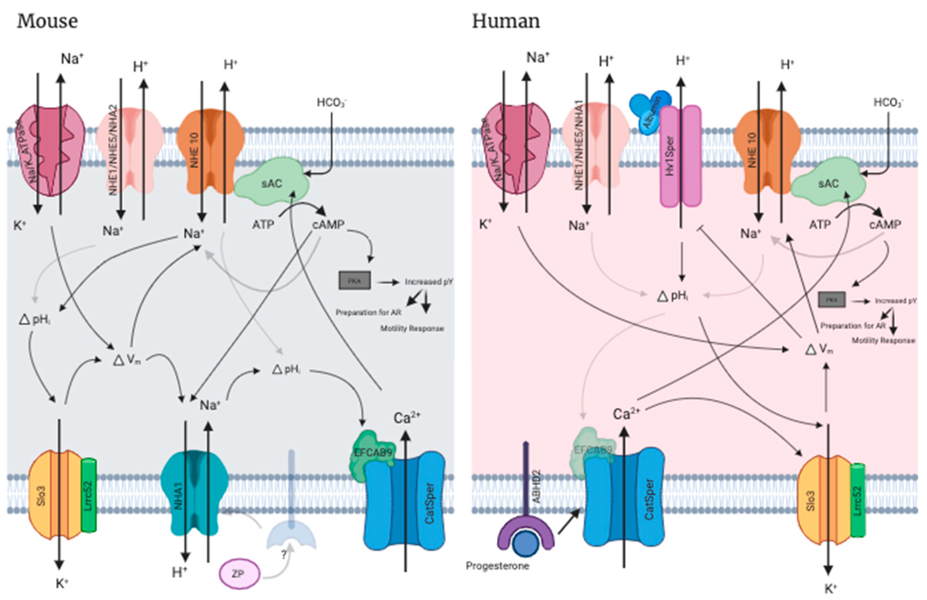 Preprints 84360 g005