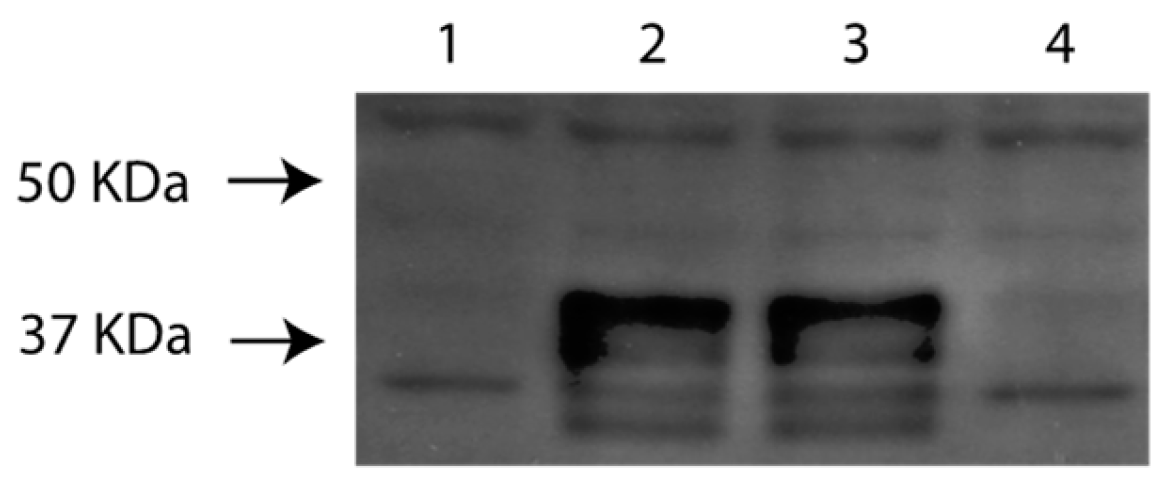 Preprints 116871 g004