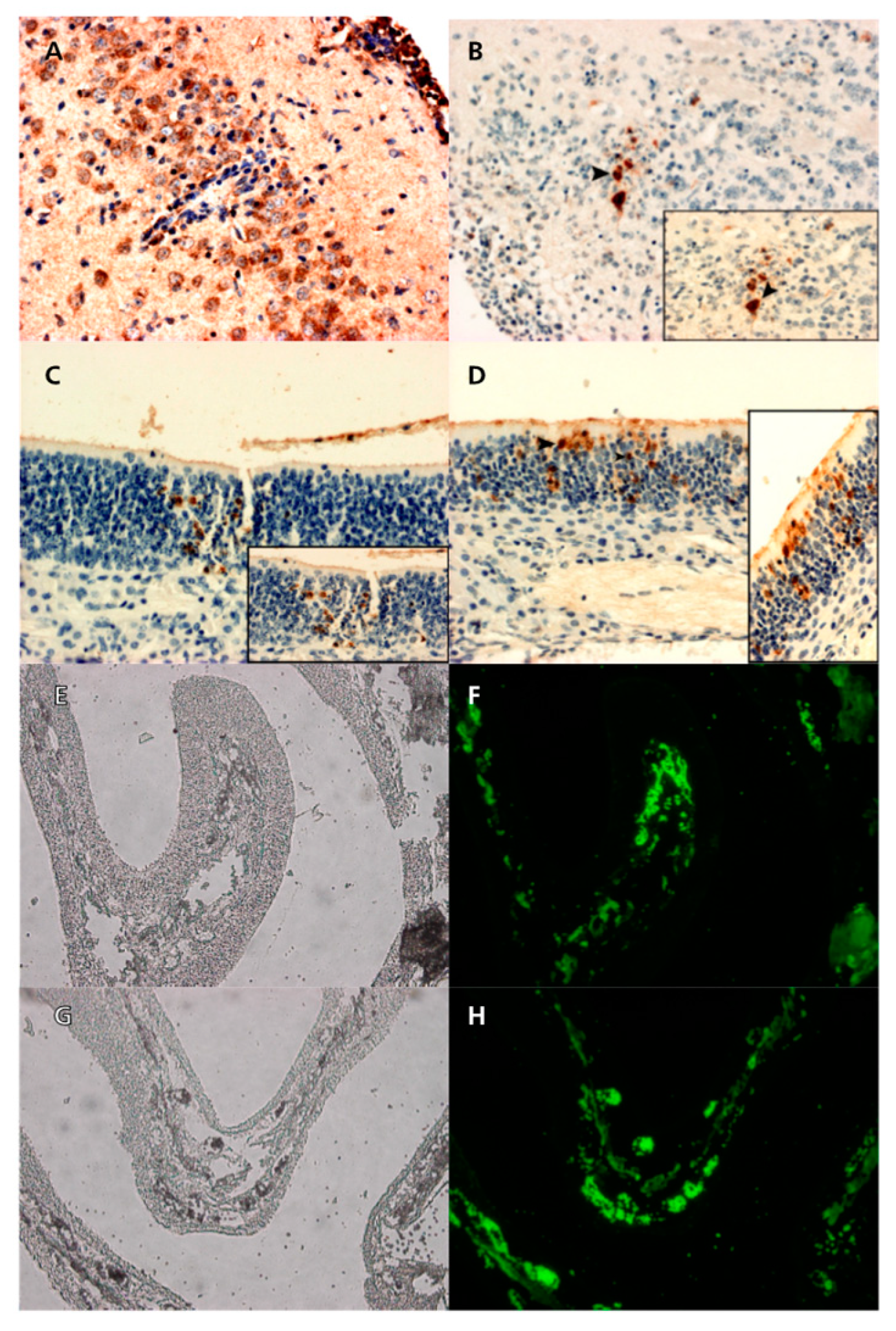 Preprints 116871 g007