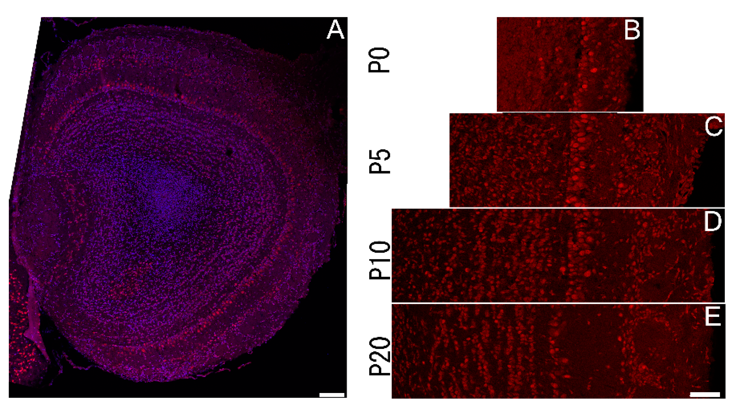 Preprints 138695 g004