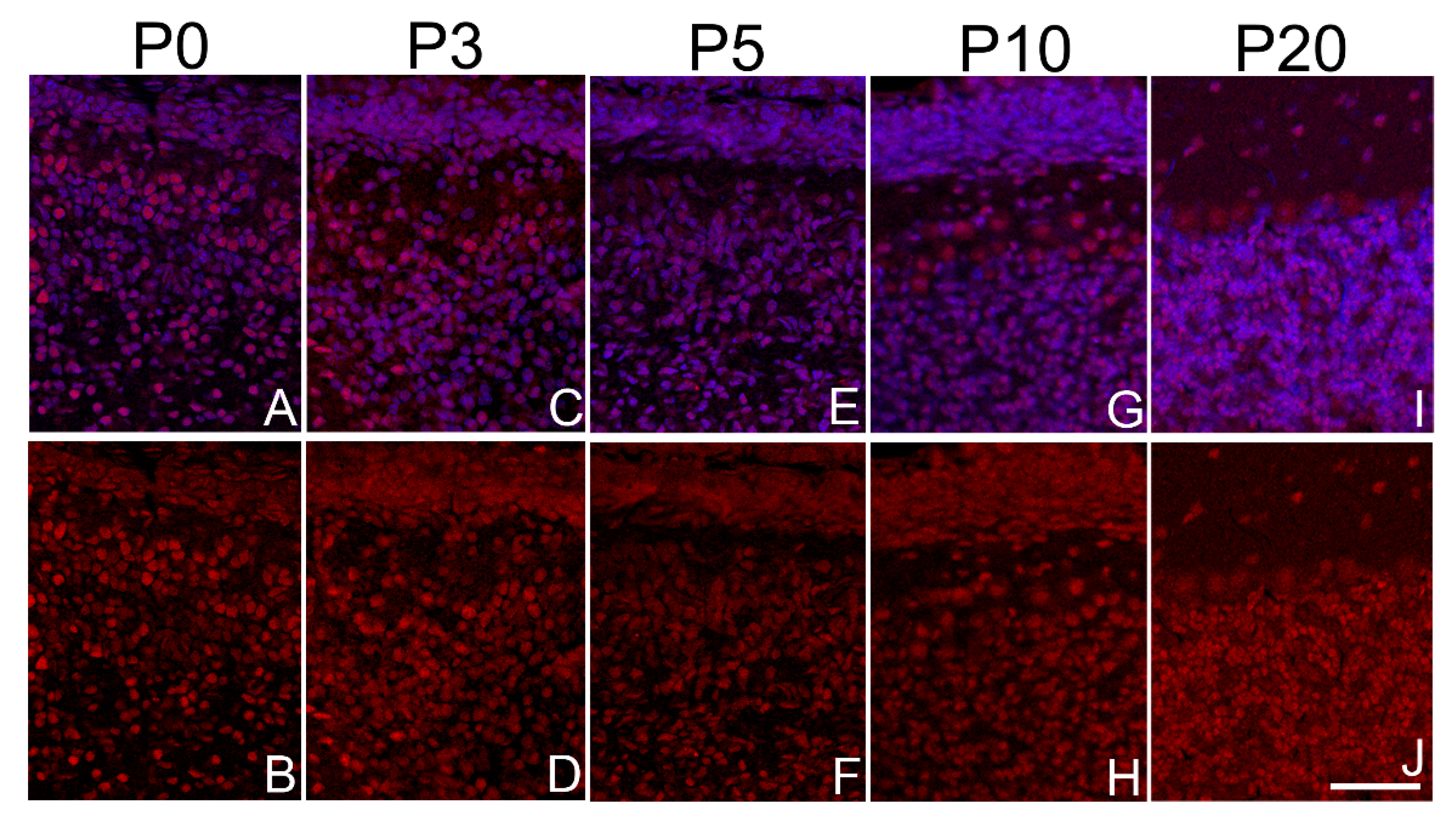 Preprints 138695 g005