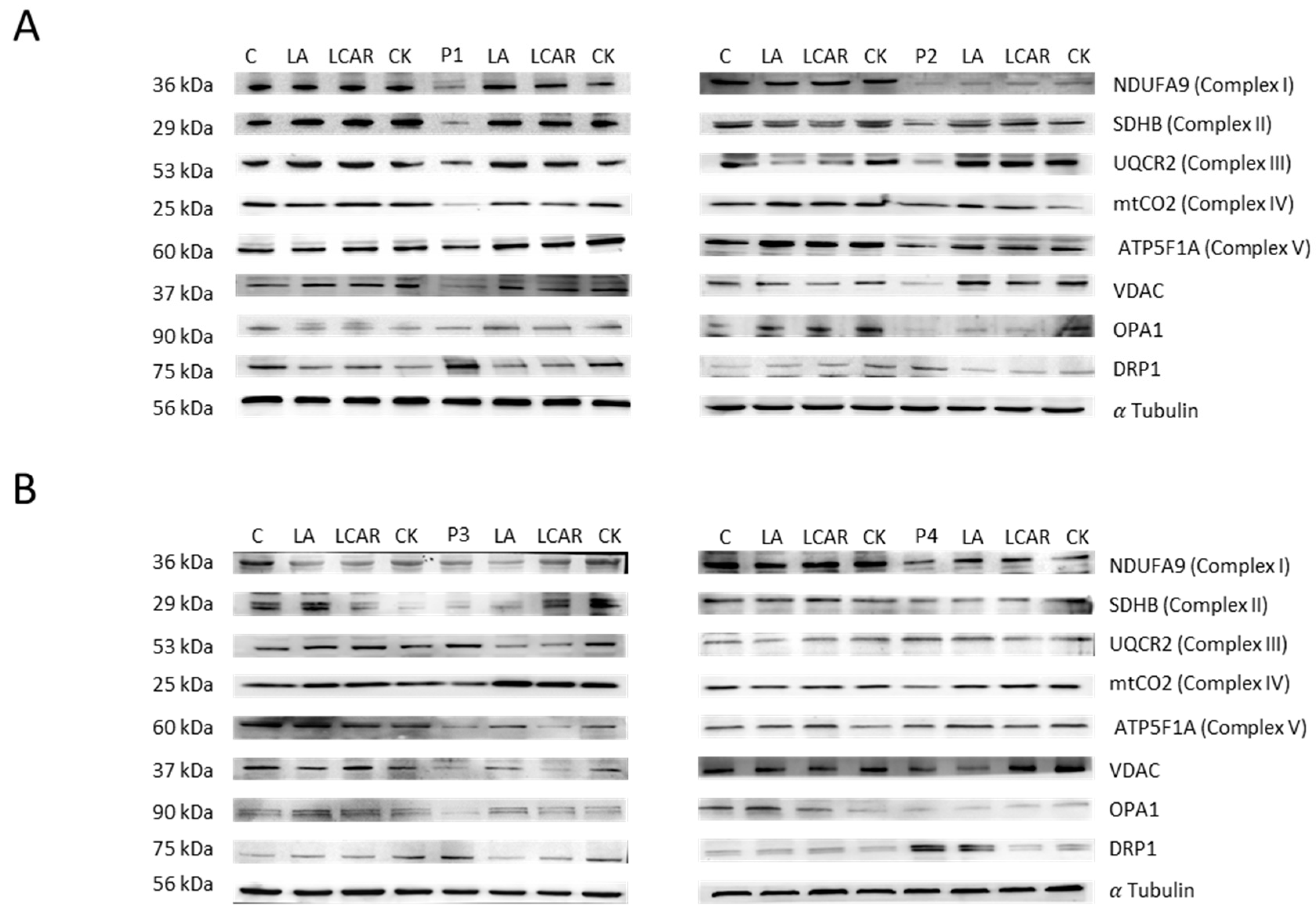 Preprints 89669 g013