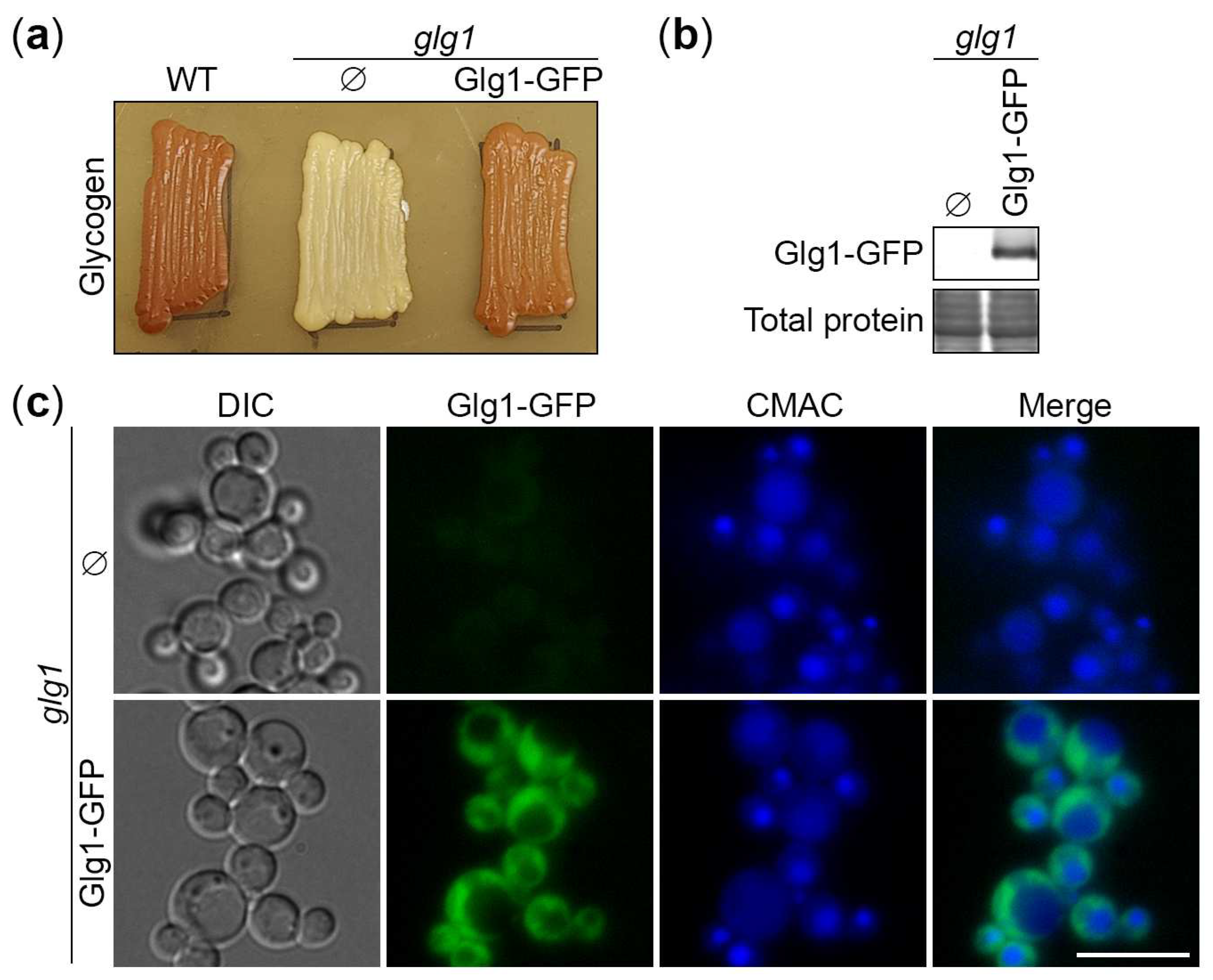 Preprints 95705 g001