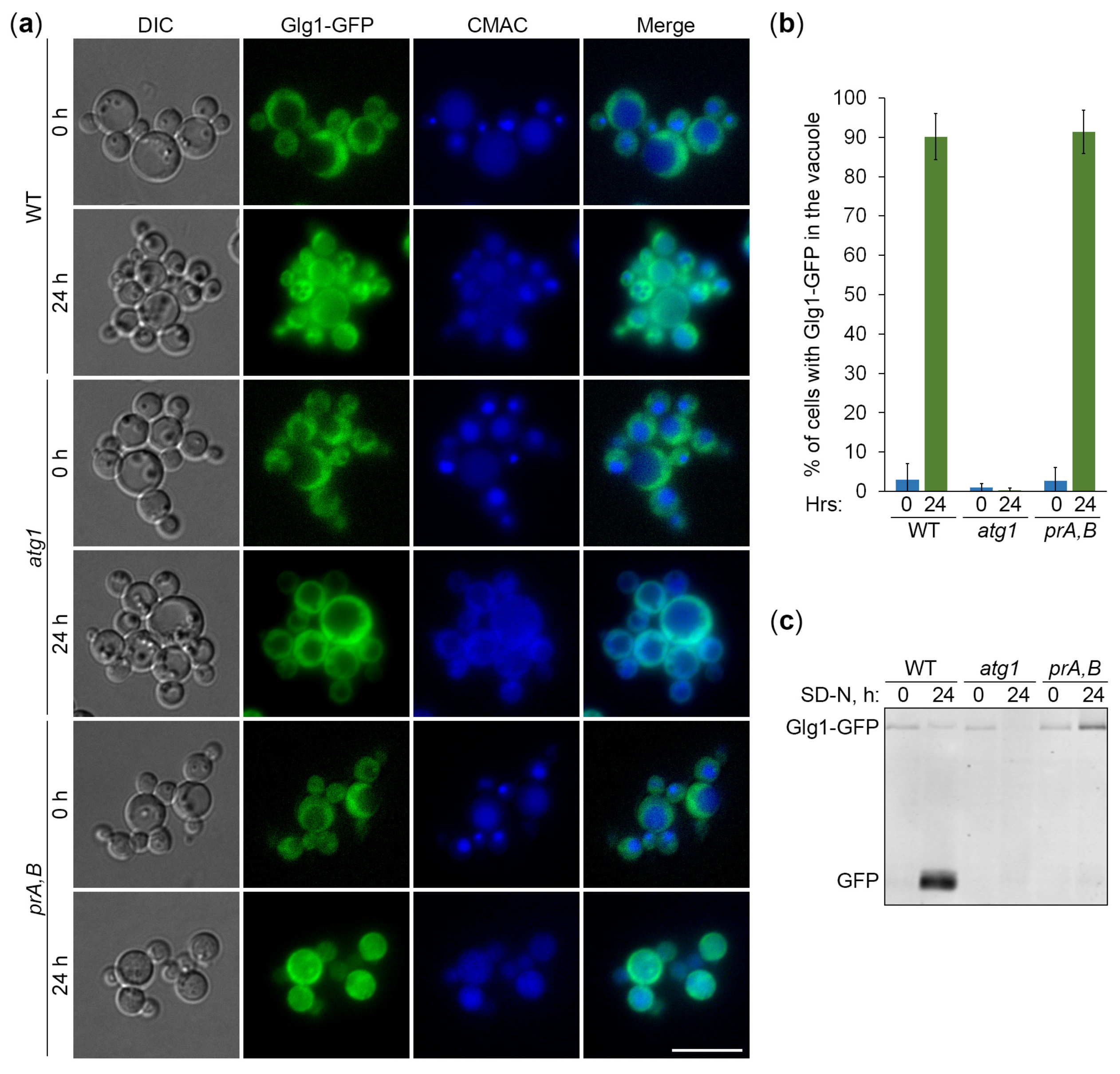 Preprints 95705 g002