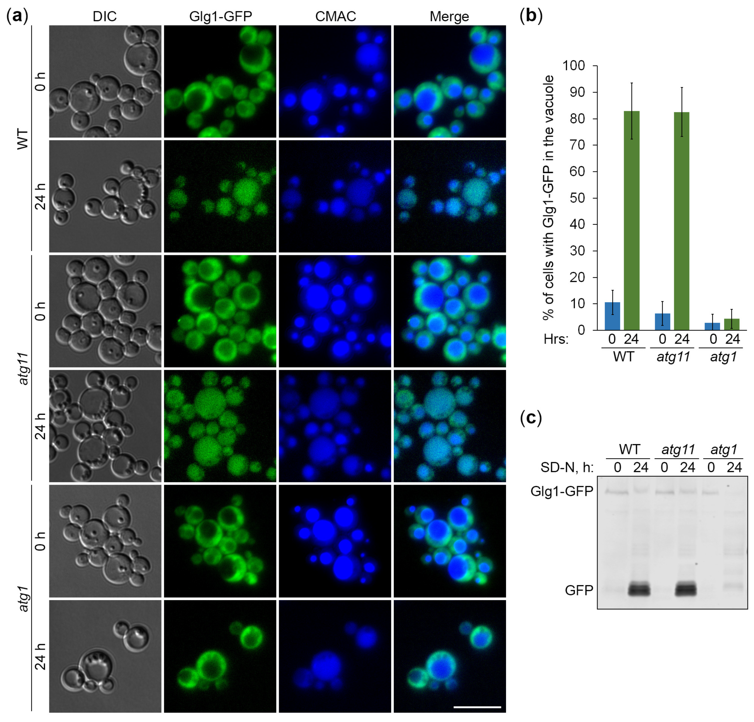 Preprints 95705 g003