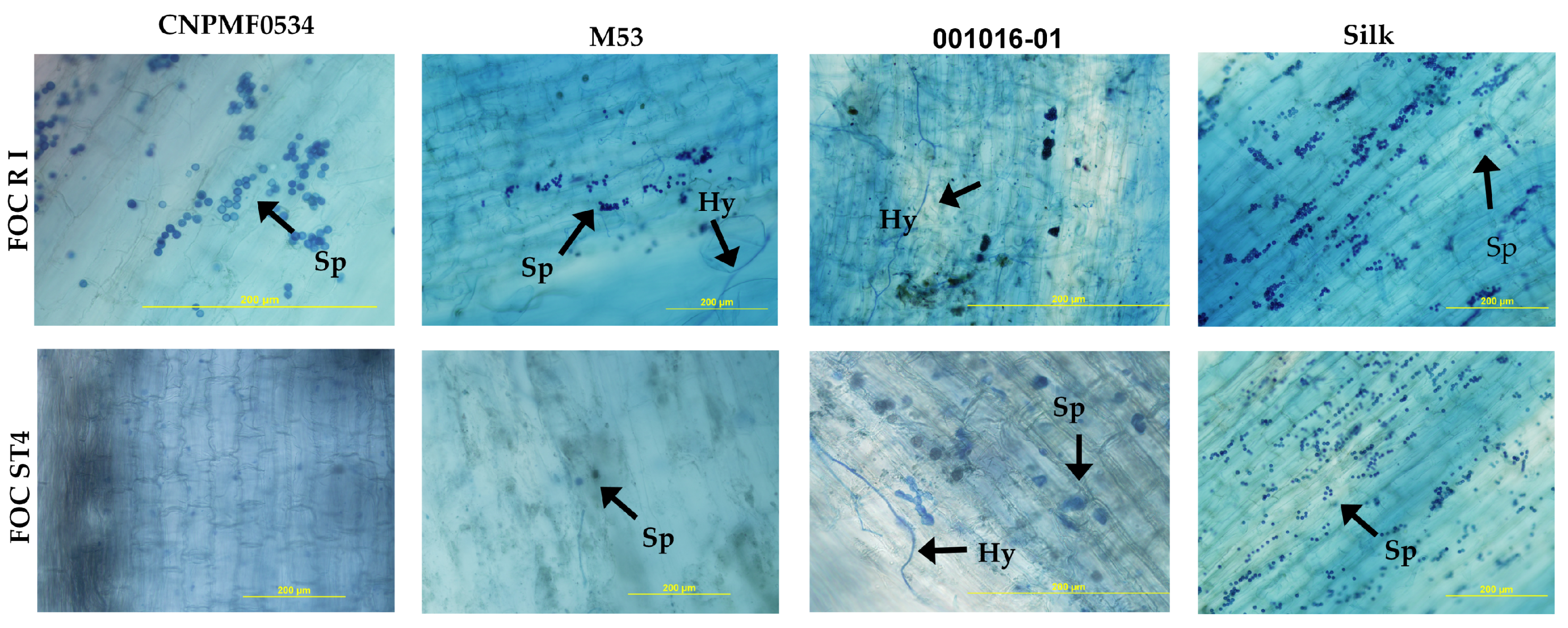 Preprints 103781 g004