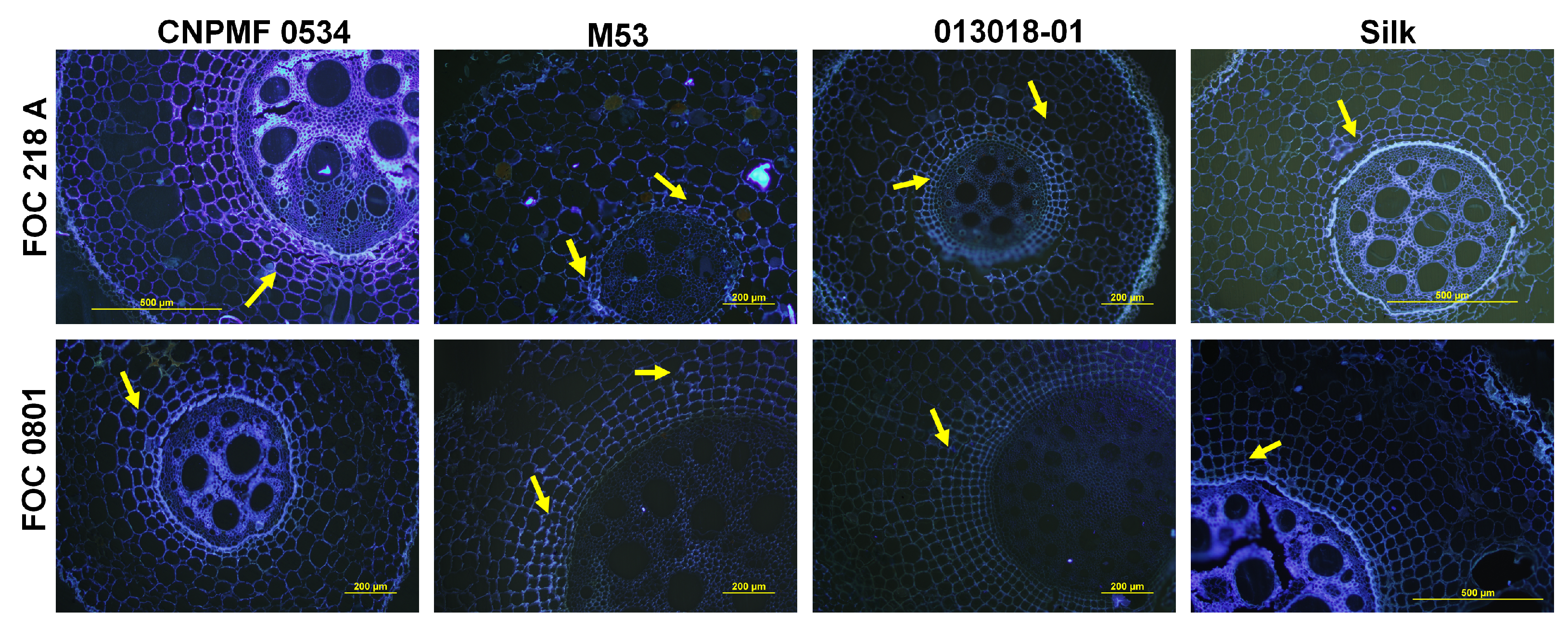 Preprints 103781 g005