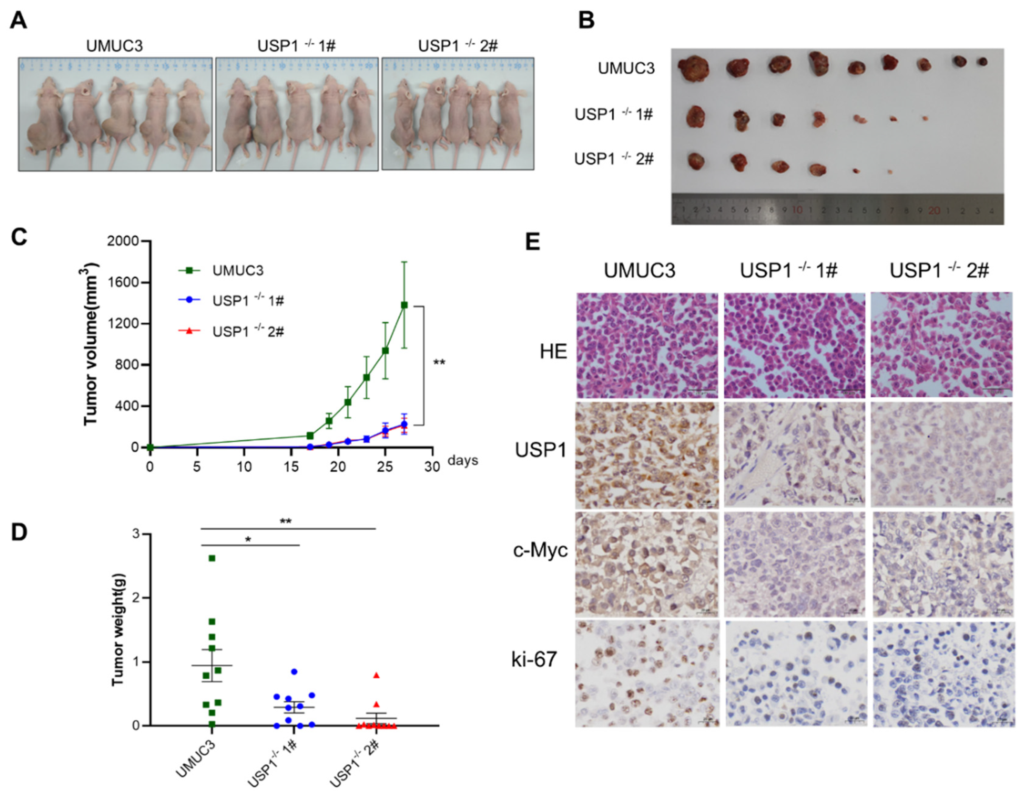 Preprints 116534 g006