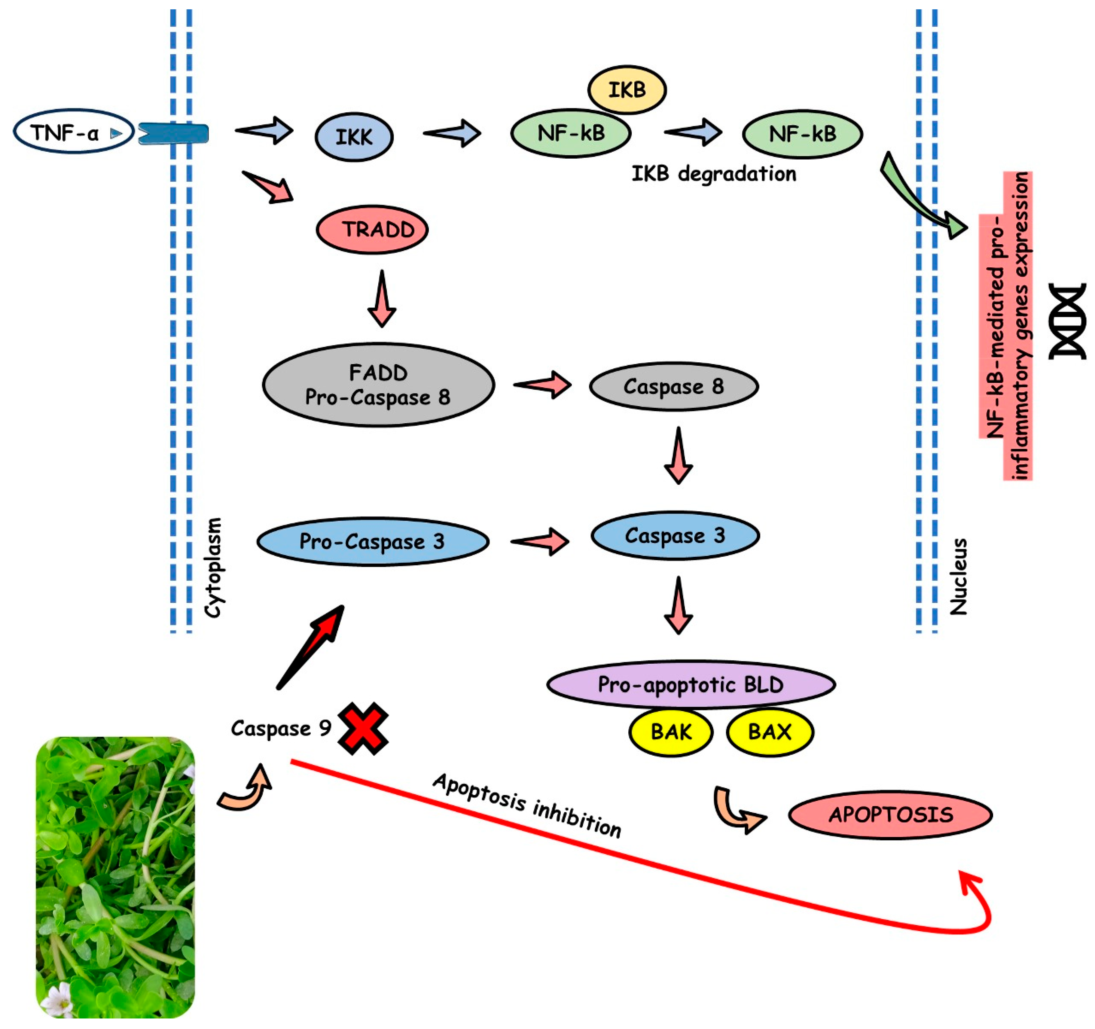 Preprints 98162 g005