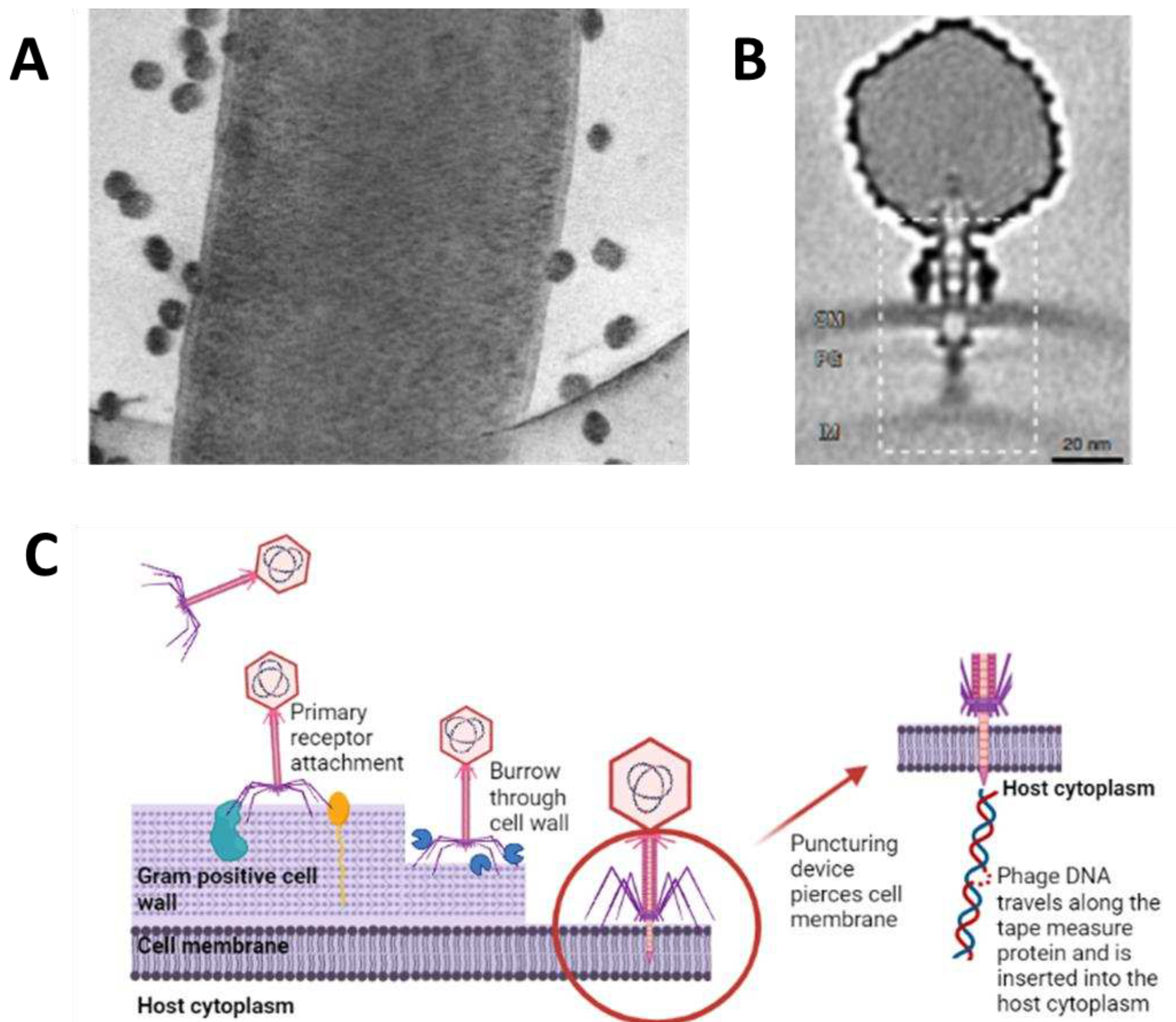 Preprints 89244 g002