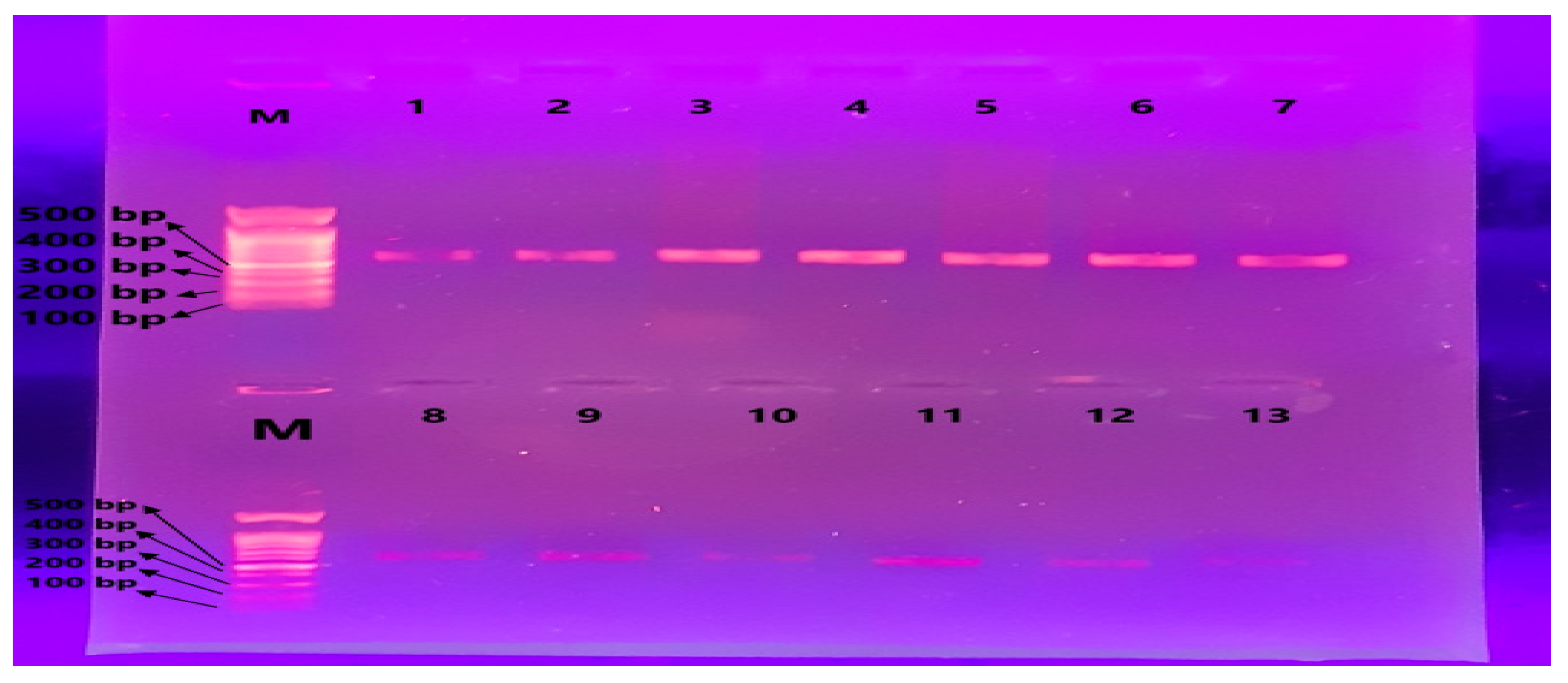 Preprints 91257 g003