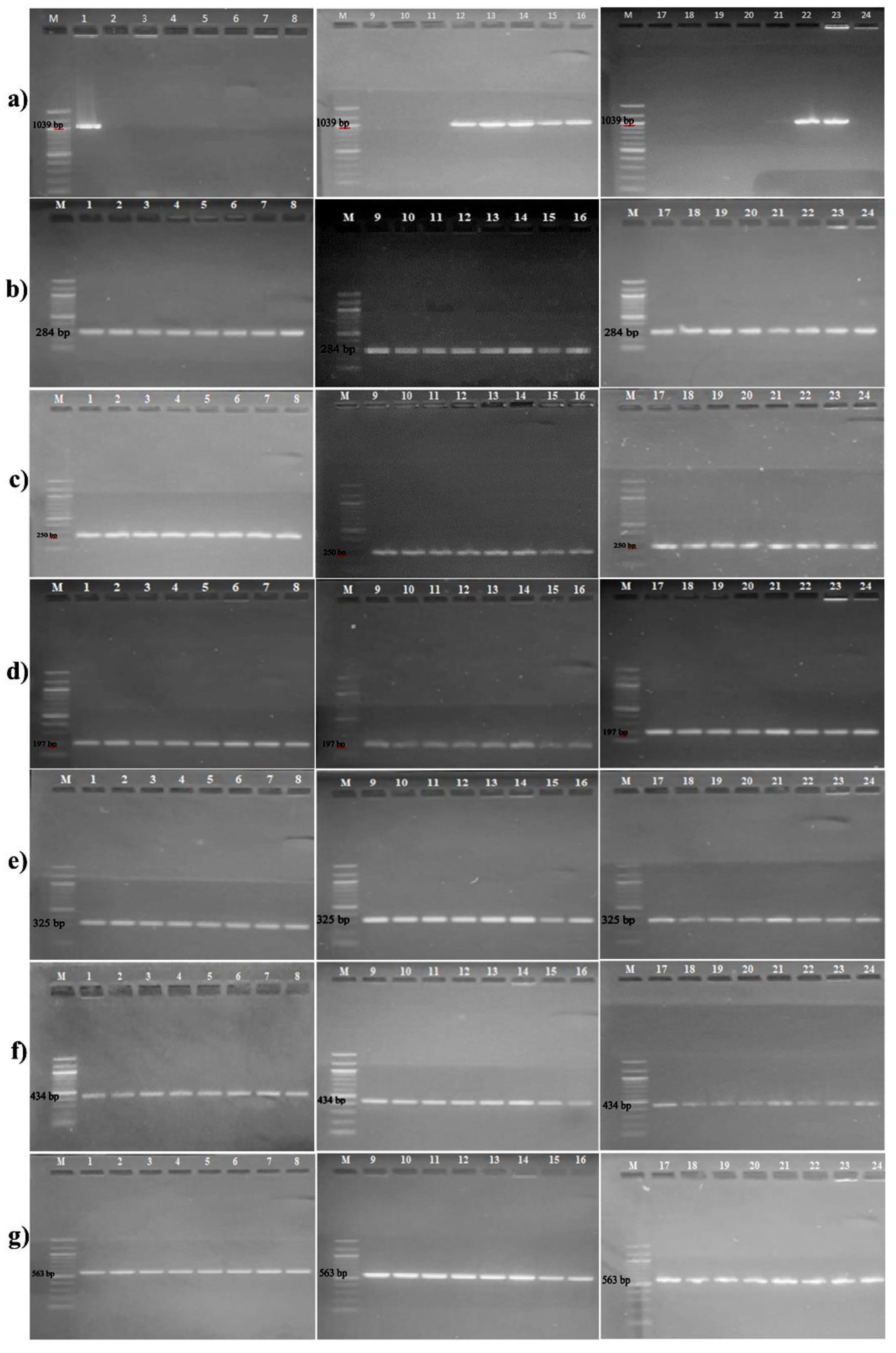 Preprints 69555 g001