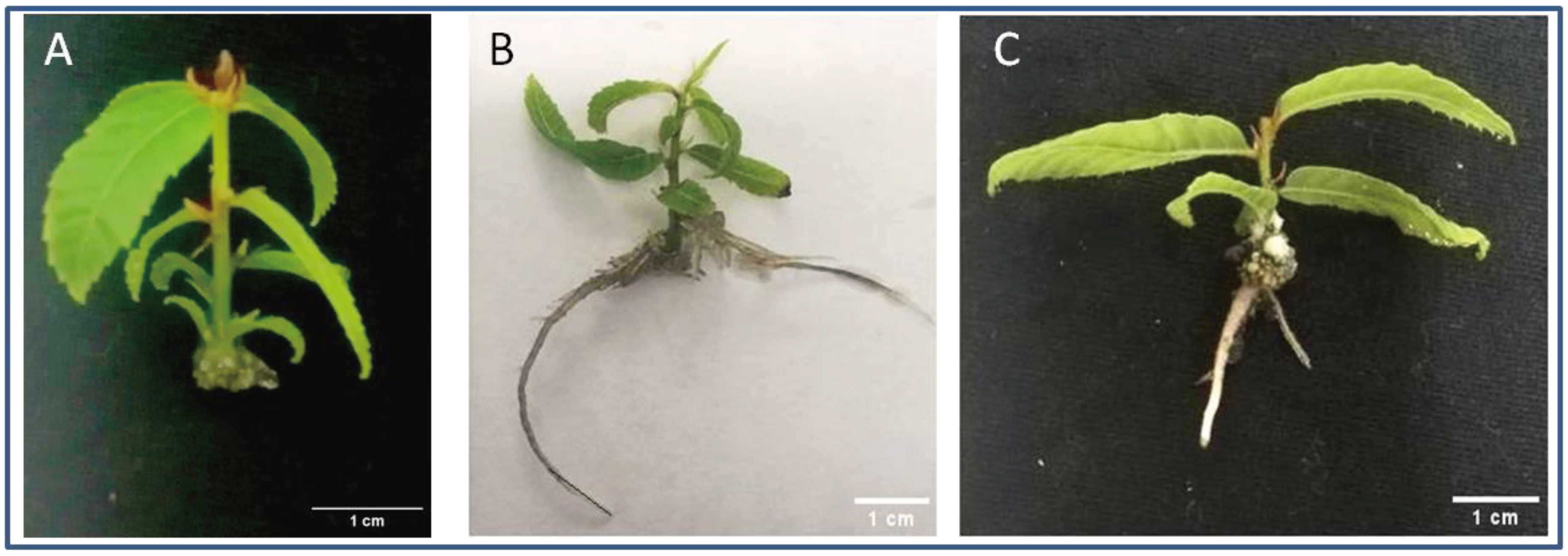 Preprints 100245 g001