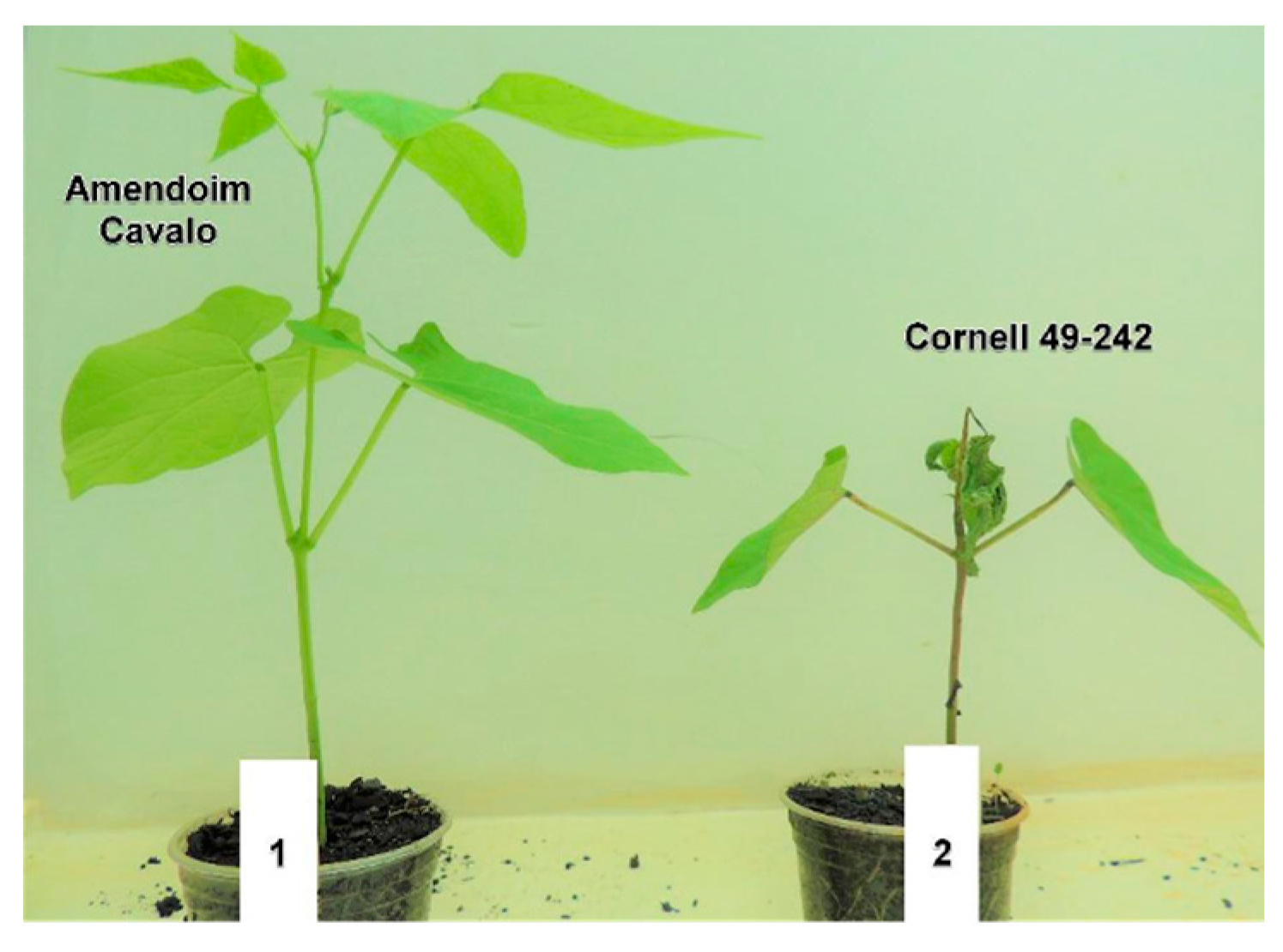 Preprints 92682 g001