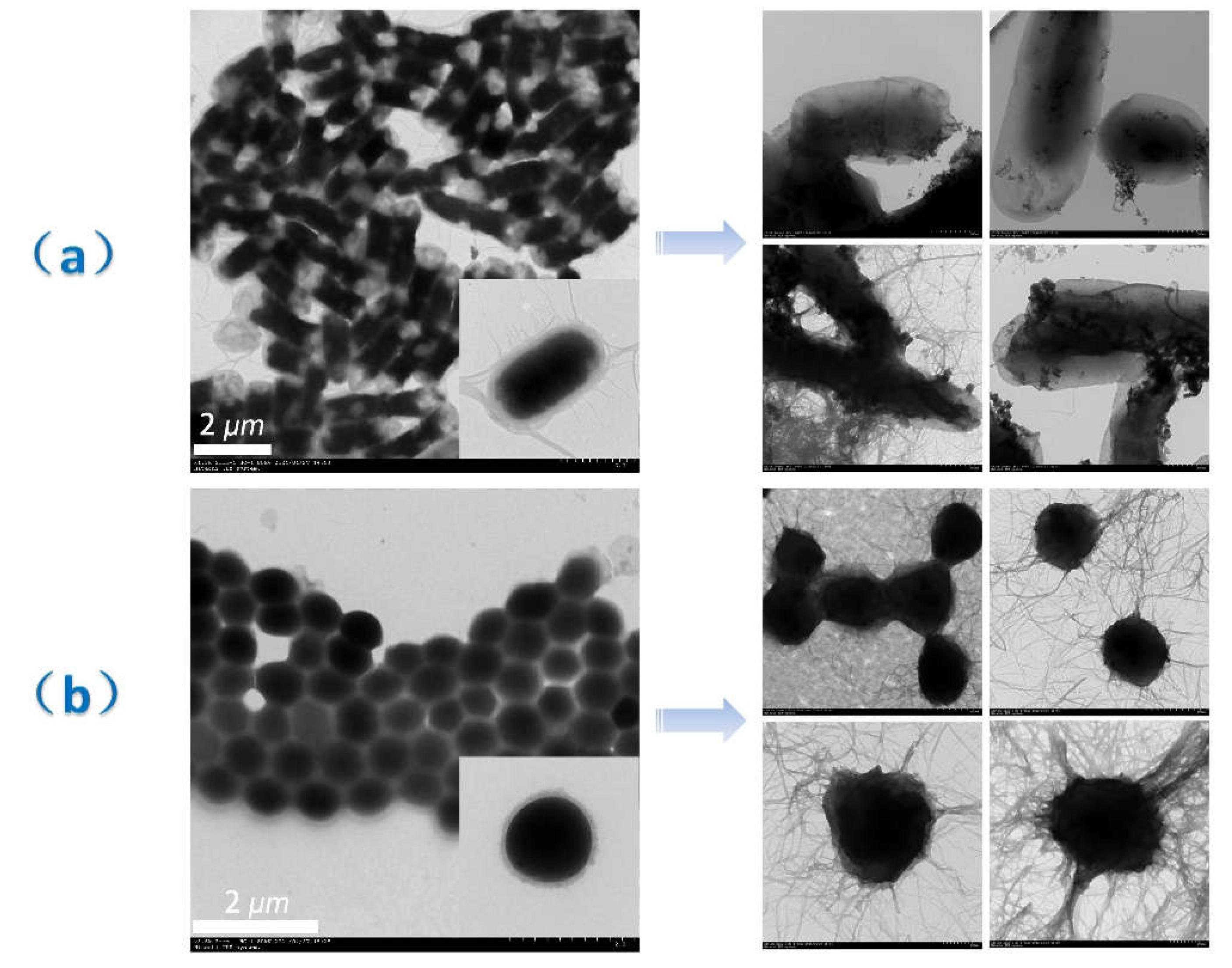 Preprints 72003 g005