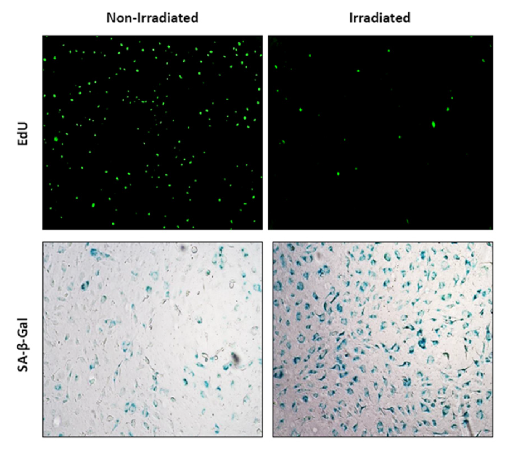 Preprints 115710 g001