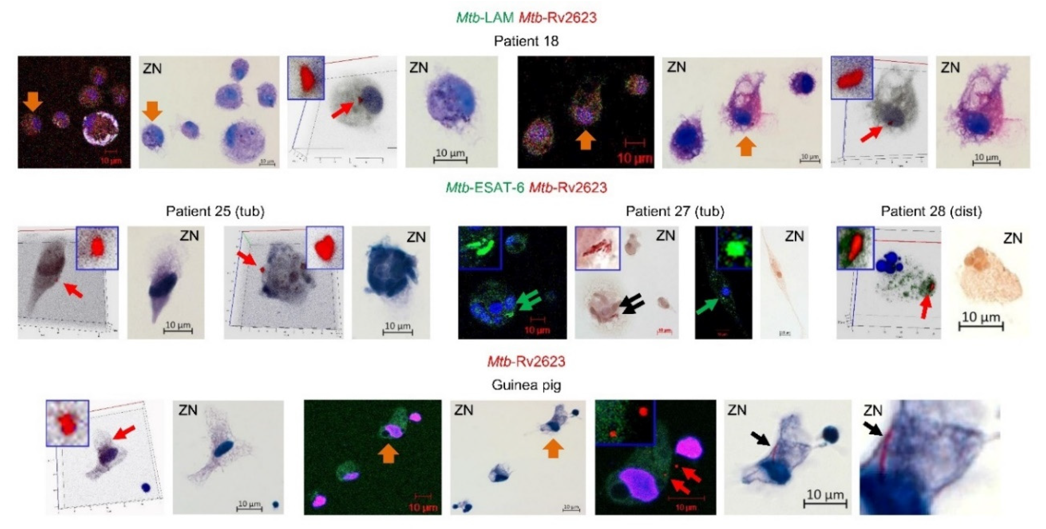 Preprints 82704 g005