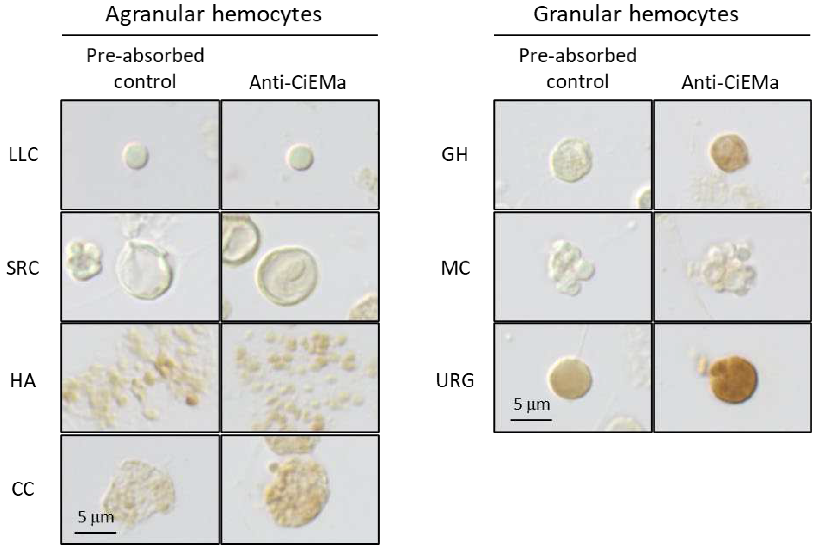 Preprints 93946 g004