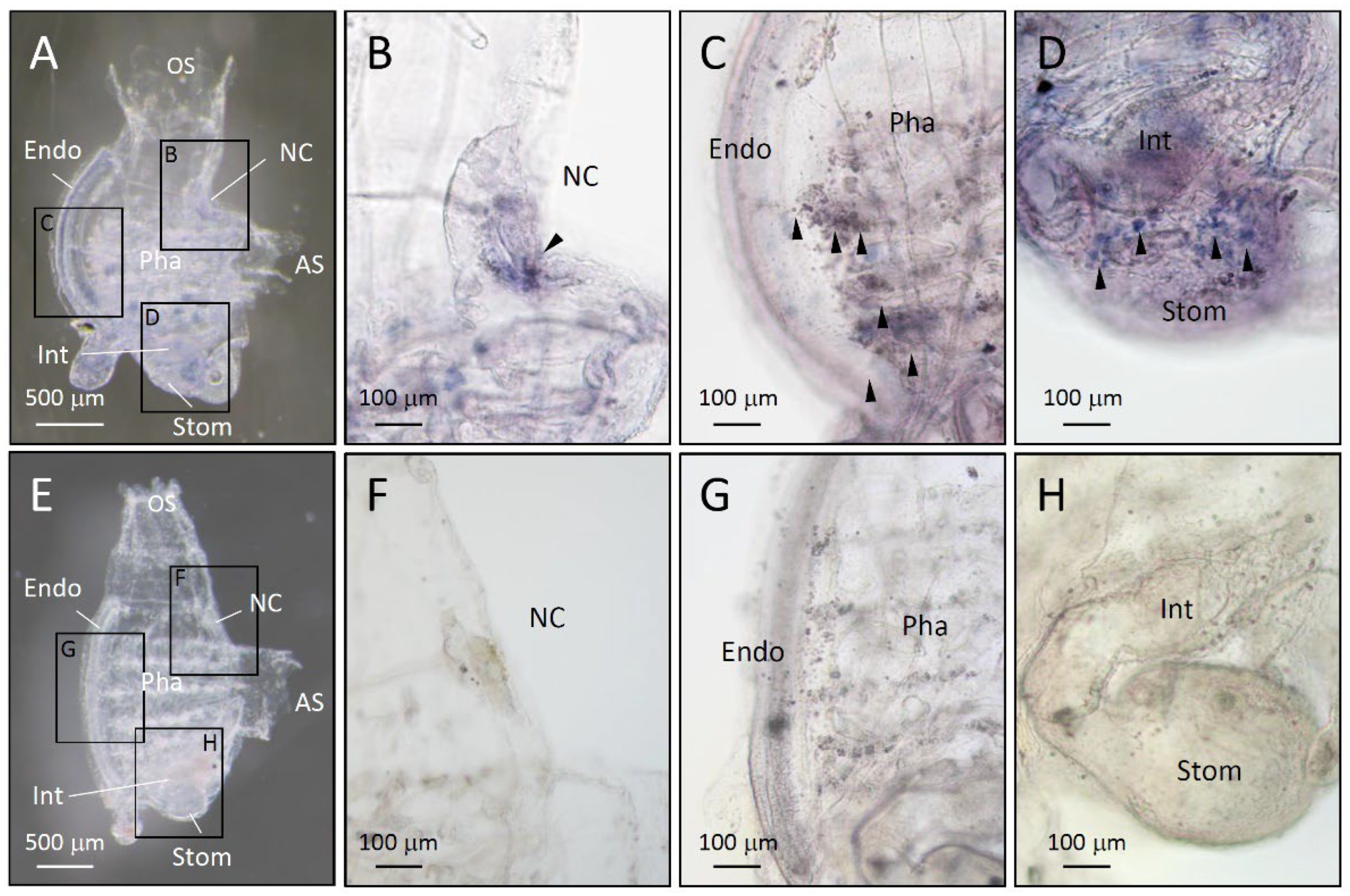 Preprints 93946 g005