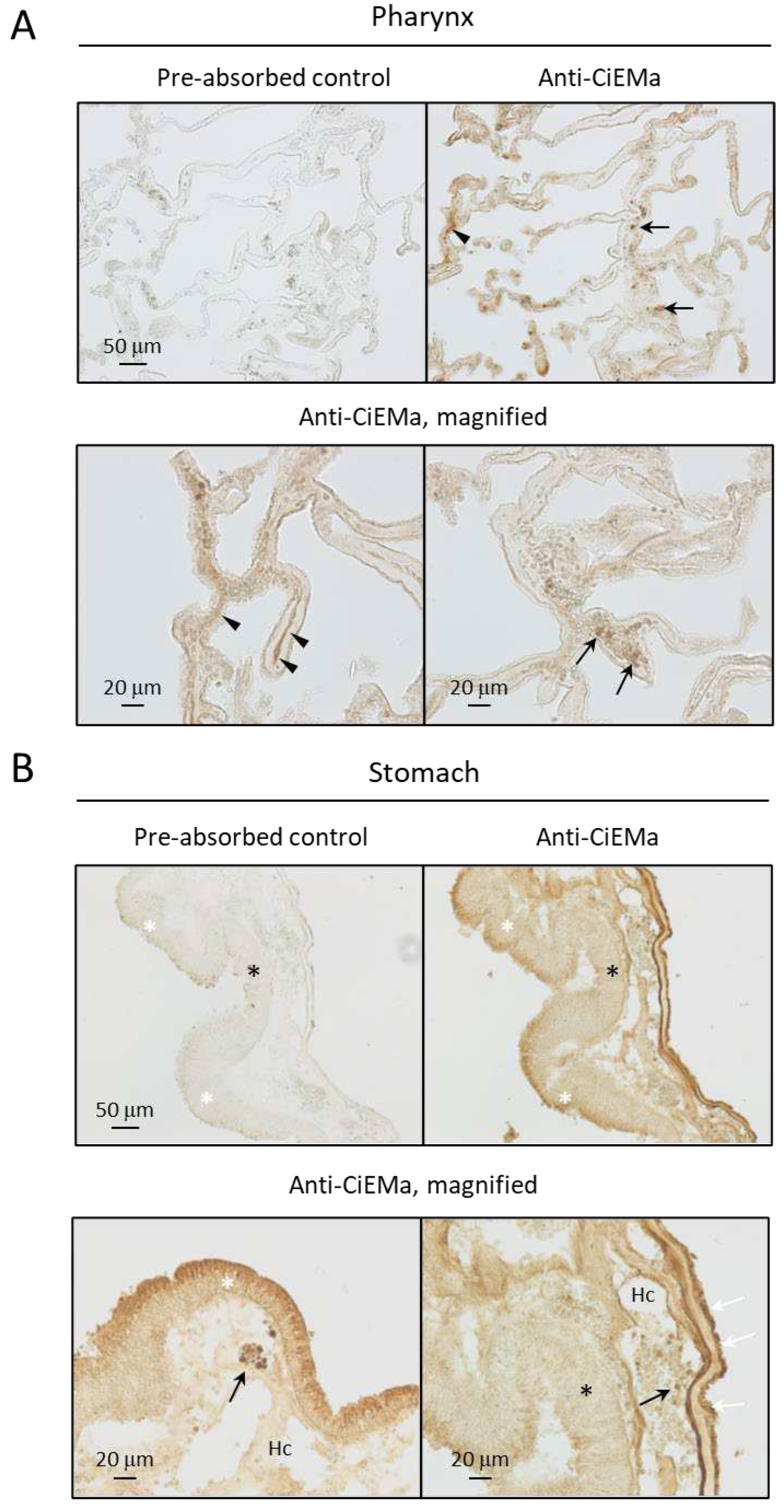 Preprints 93946 g007