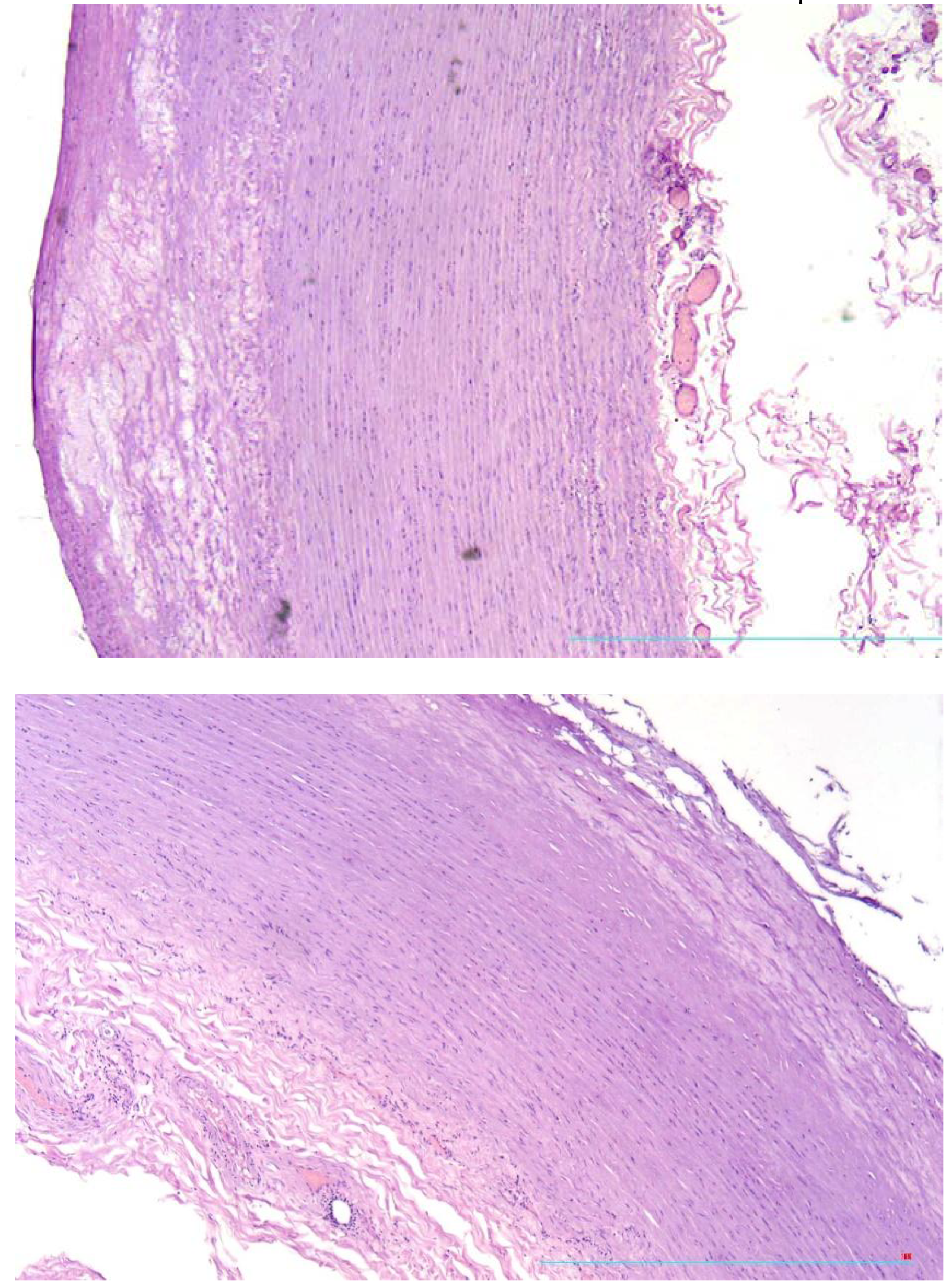 Preprints 68675 g001