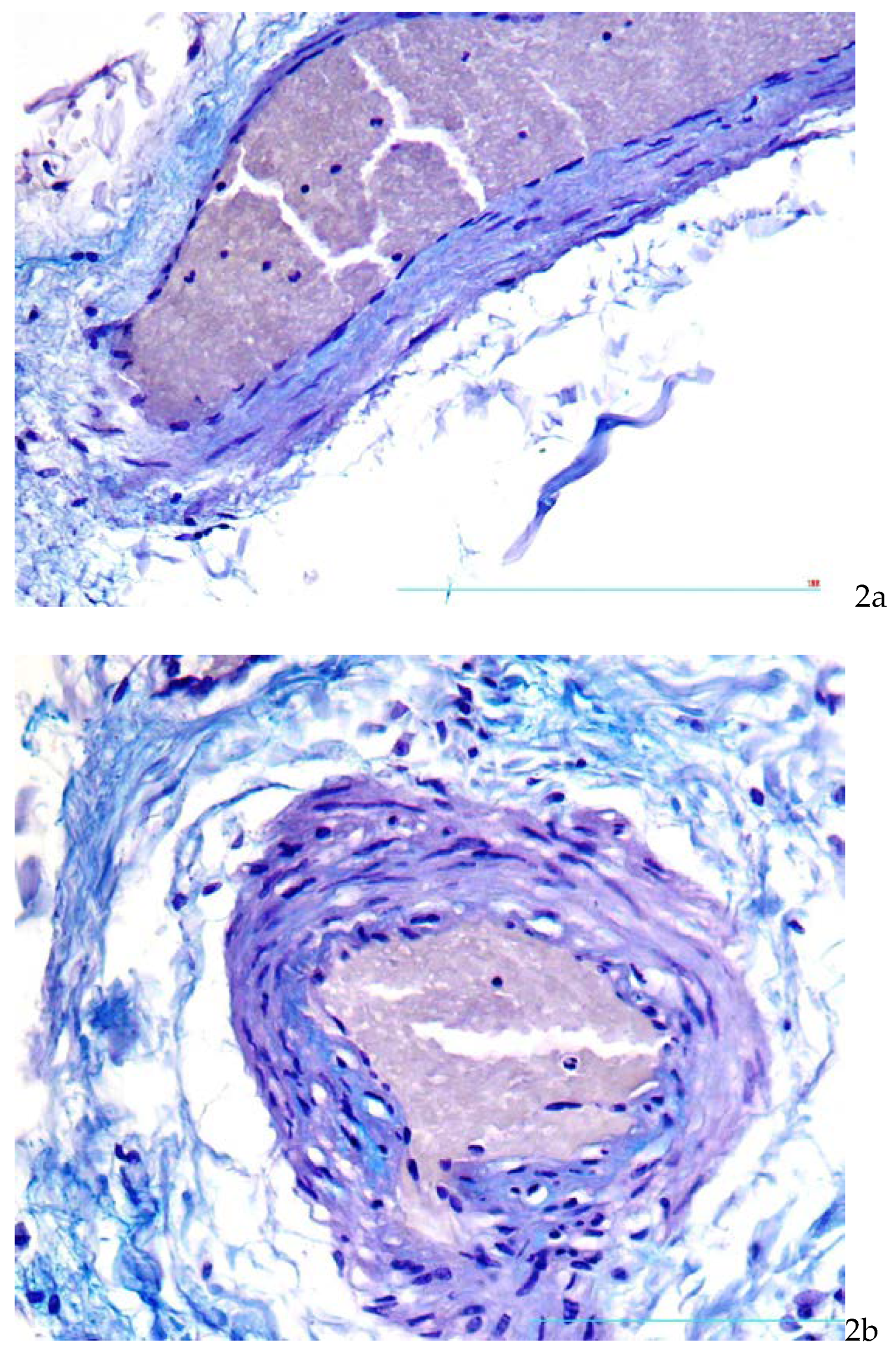 Preprints 68675 g002