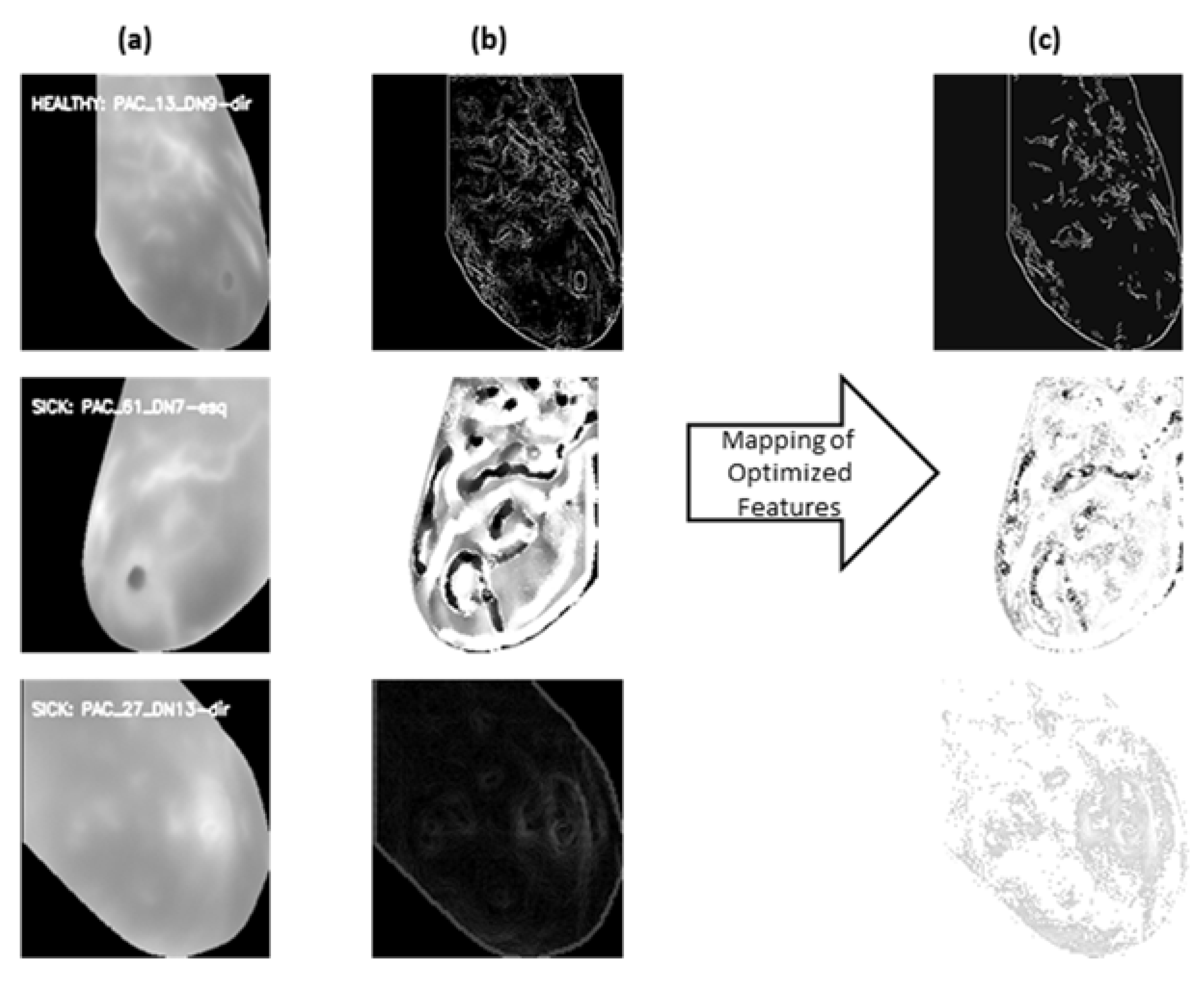 Preprints 116788 g005