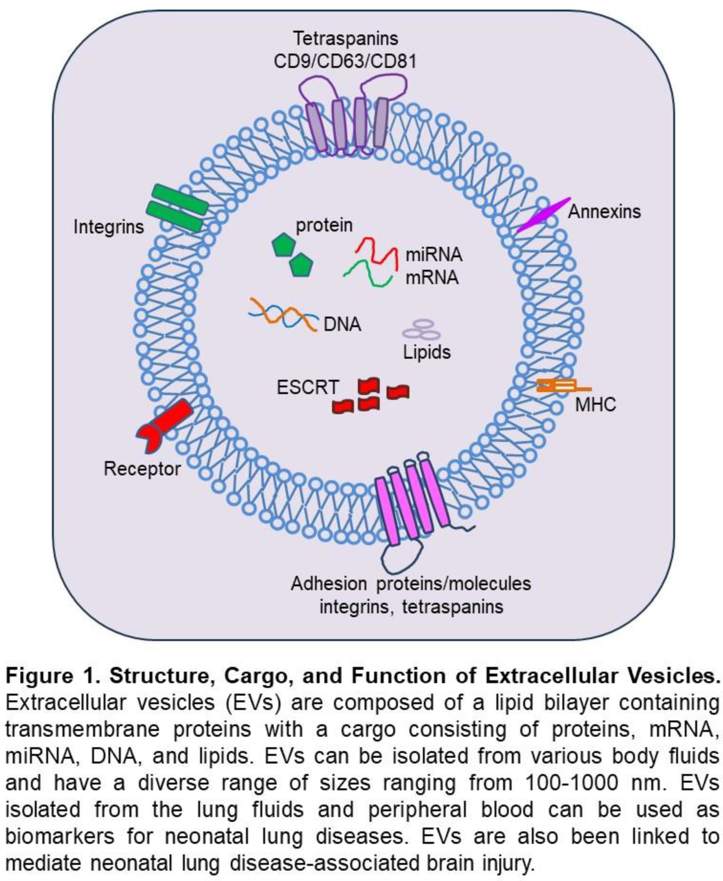 Preprints 120655 g001