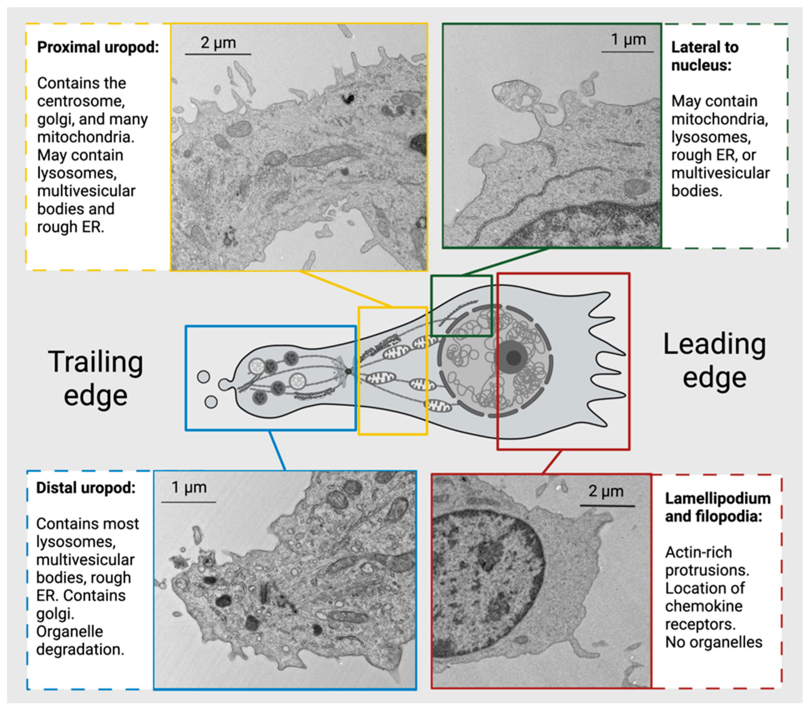 Preprints 80779 g006