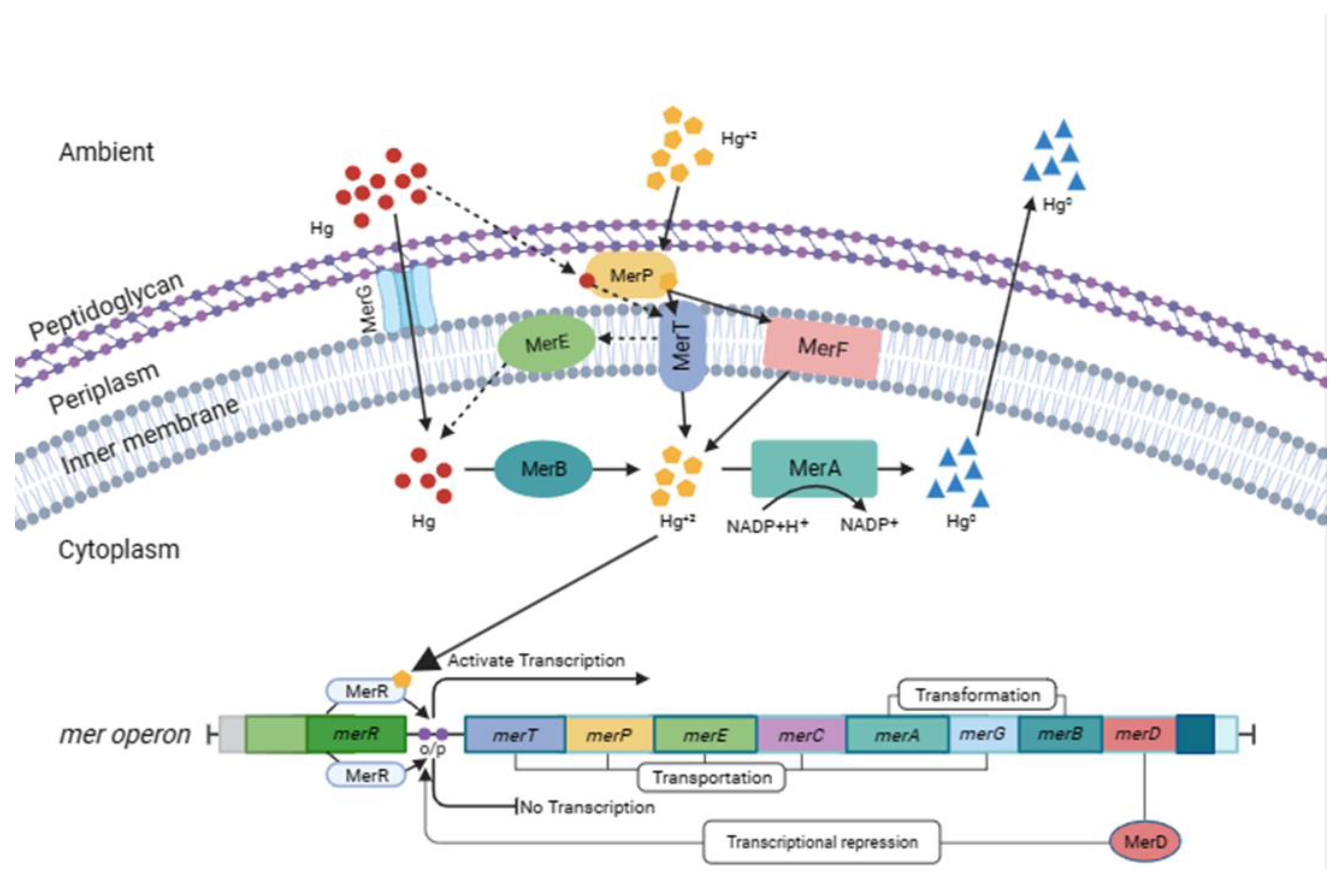 Preprints 120123 g002